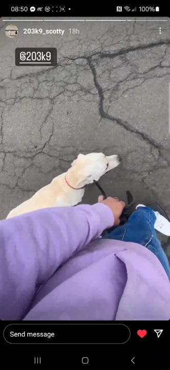 Enlarge Morel, a Adoptable Labrador Retriever in Stamford, CT video 6/6