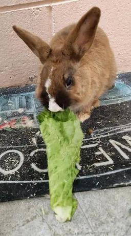 Boss, ADOPTABLE, Adult Male Bunny Rabbit.