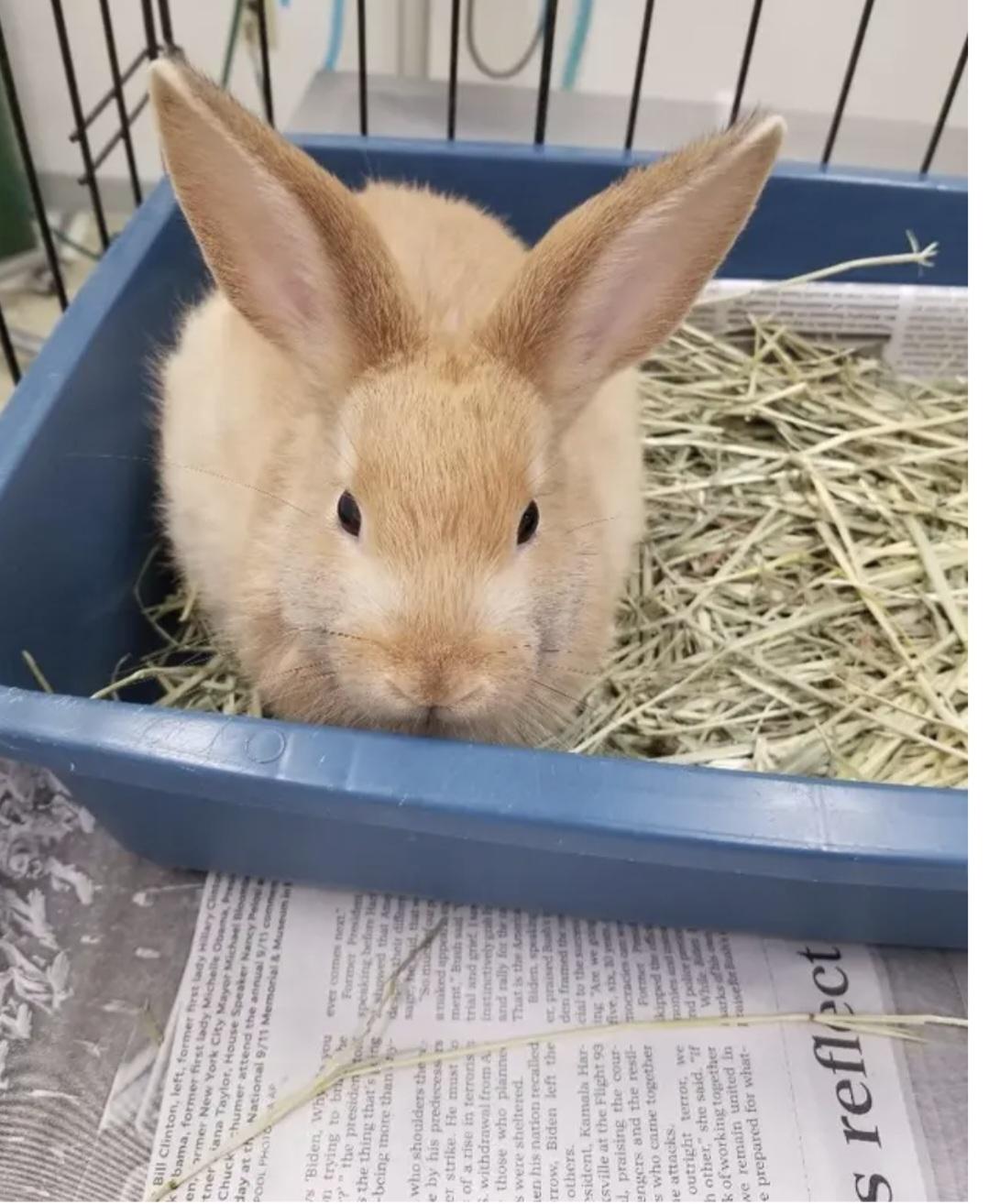 Boss, ADOPTABLE, Adult Male Bunny Rabbit.