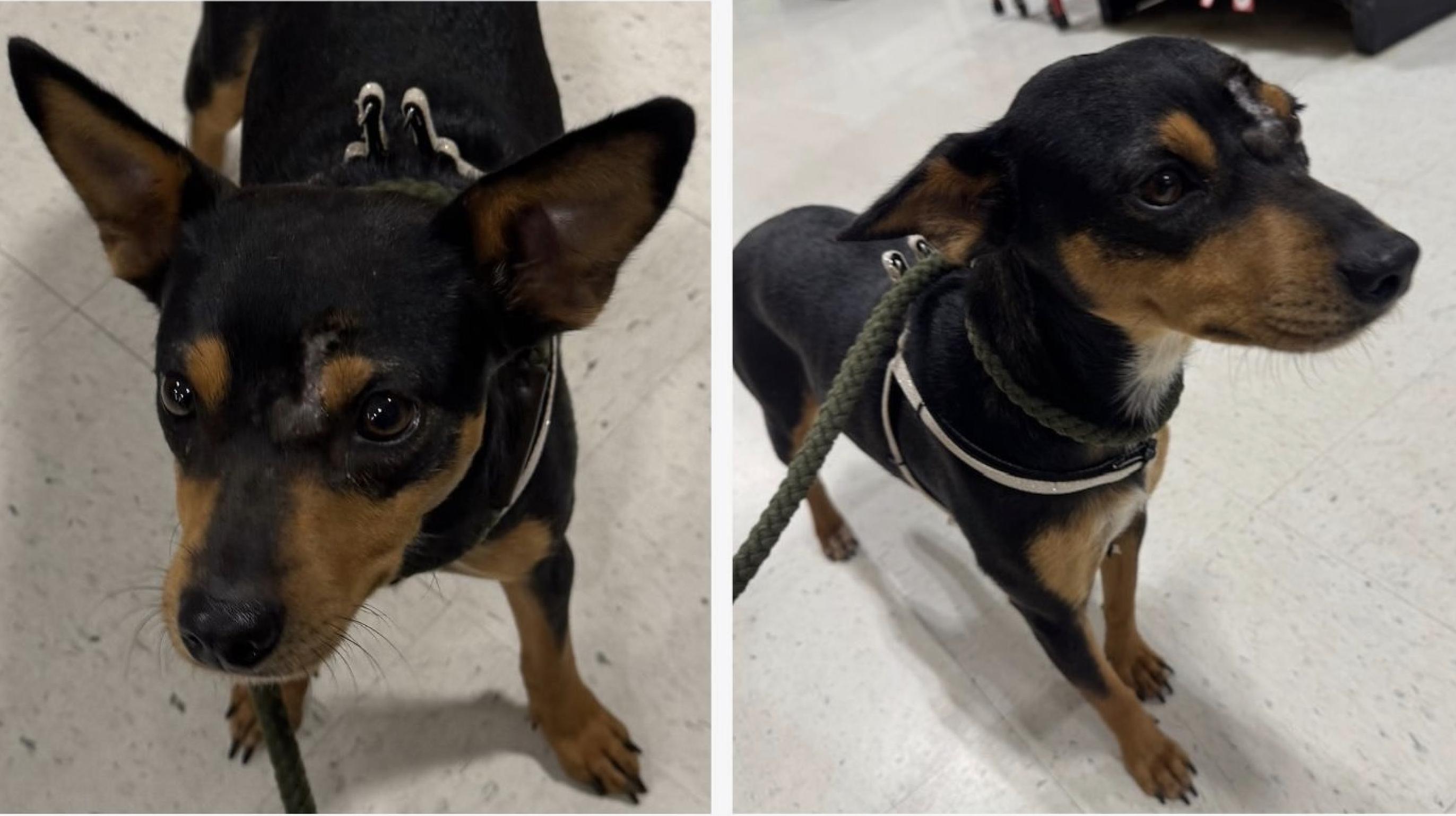 Miracle, adopted, Adult Female Chihuahua & Mixed Breed.