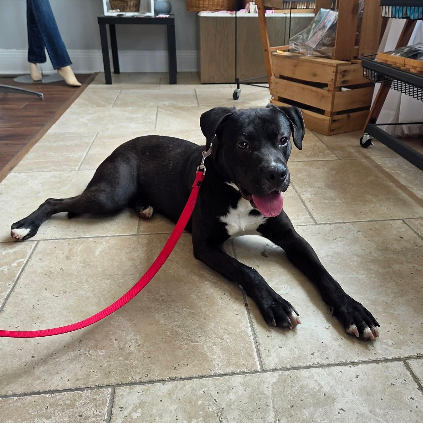 Enlarge Trigger, a ADOPTABLE mixed breed in Harrodsburg, KY image 2/6