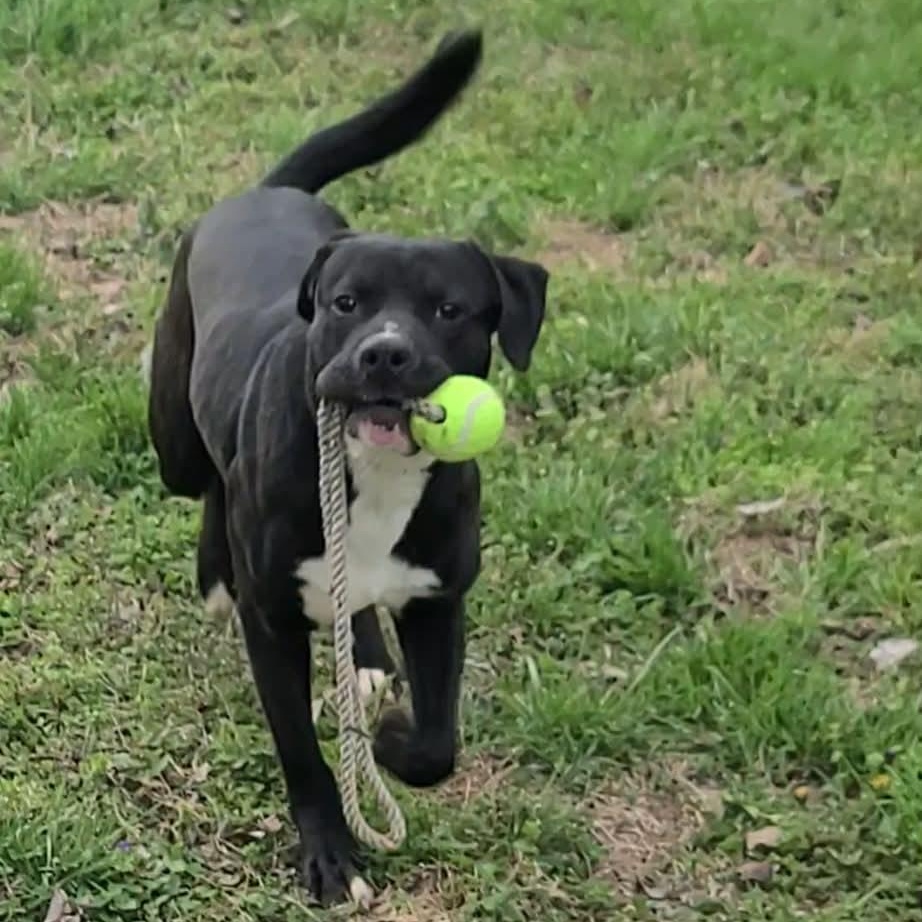 Enlarge Trigger, a ADOPTABLE mixed breed in Harrodsburg, KY image 6/6