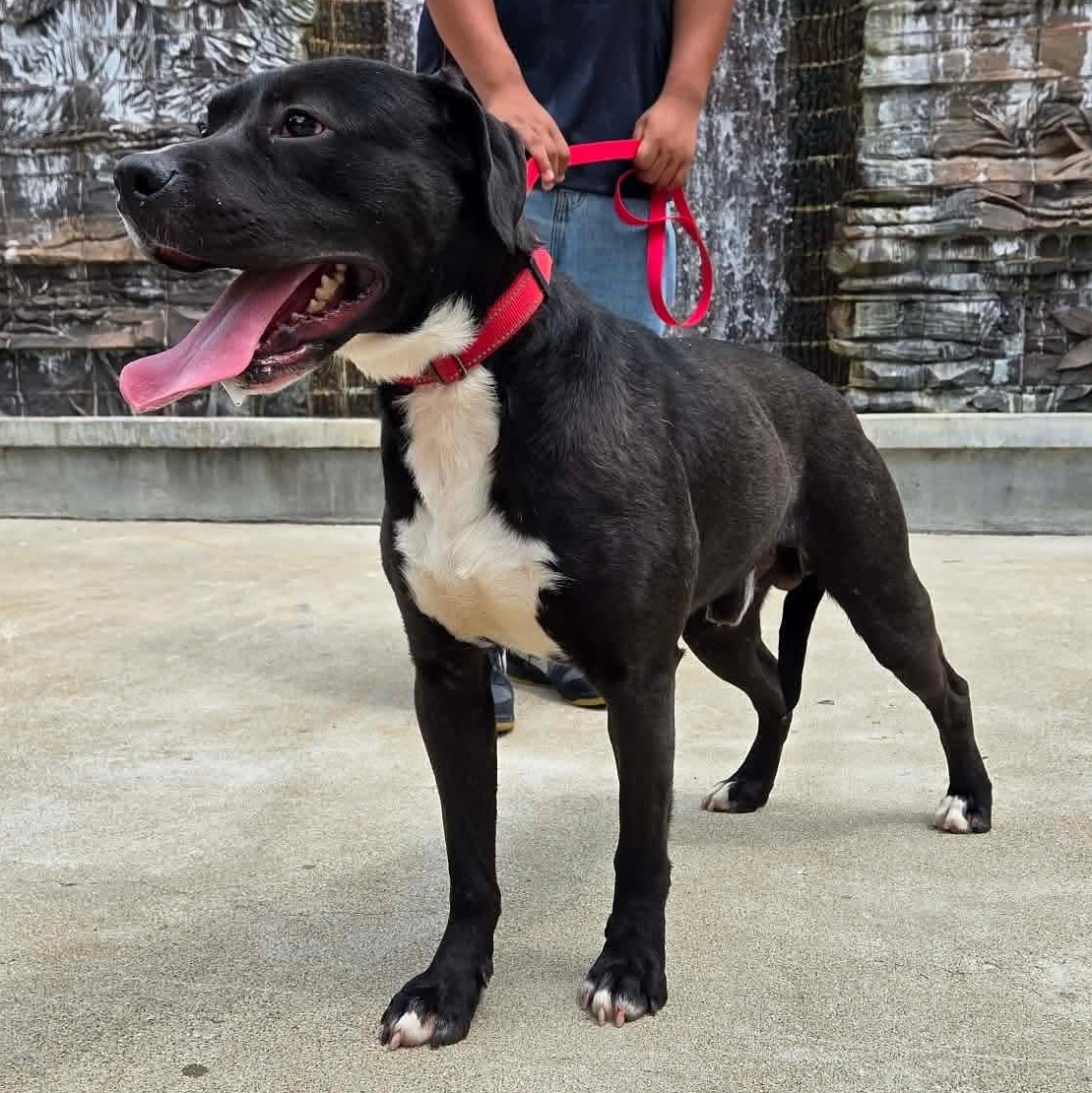 Enlarge Trigger, a ADOPTABLE mixed breed in Harrodsburg, KY image 4/6