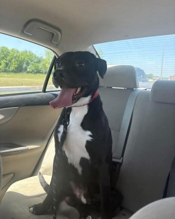 Enlarge Maverick (AKA Trigger), a ADOPTABLE mixed breed in Harrodsburg, KY image 3/6