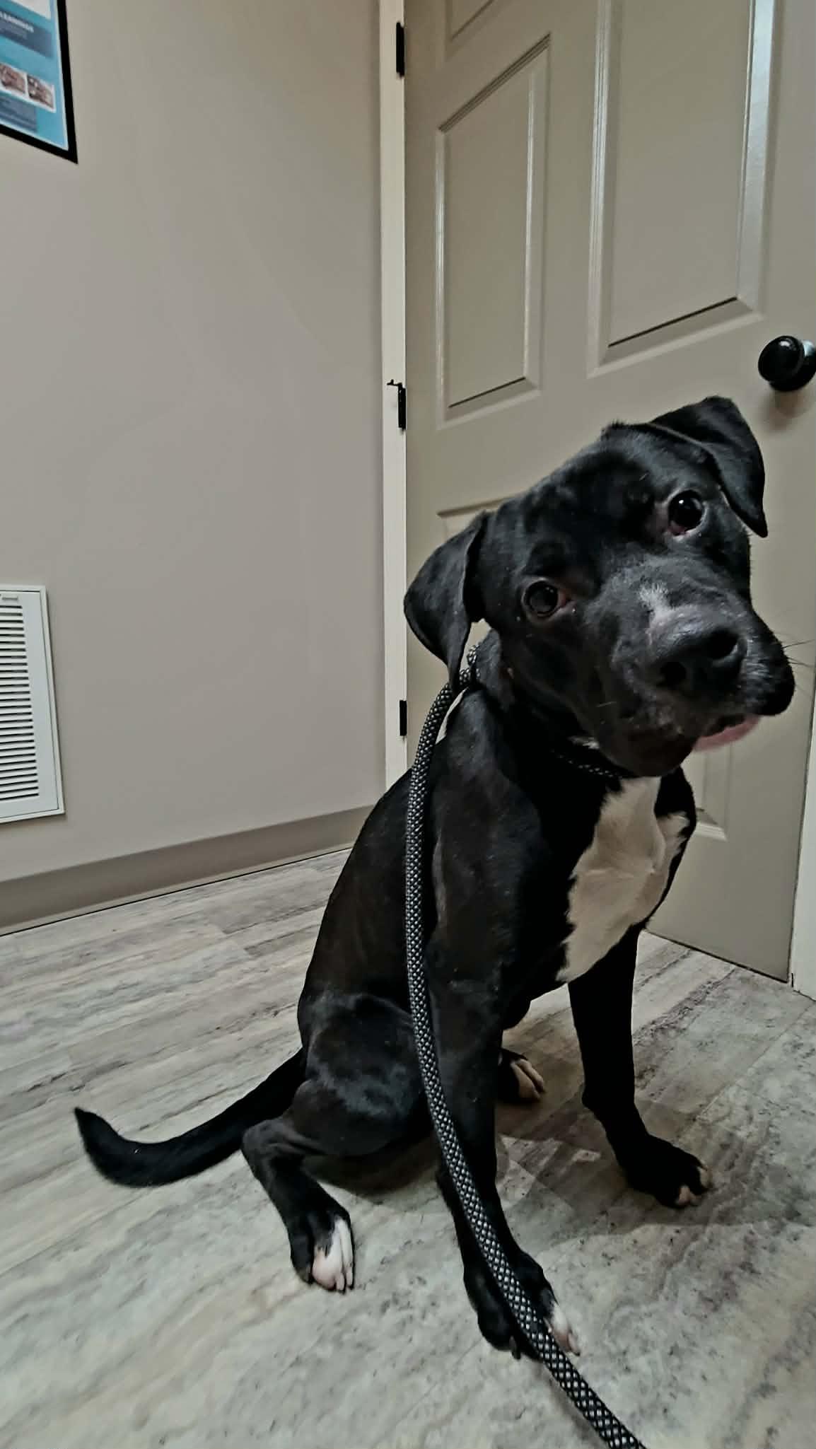 Trigger, ADOPTABLE, Young Male Labrador Retriever.