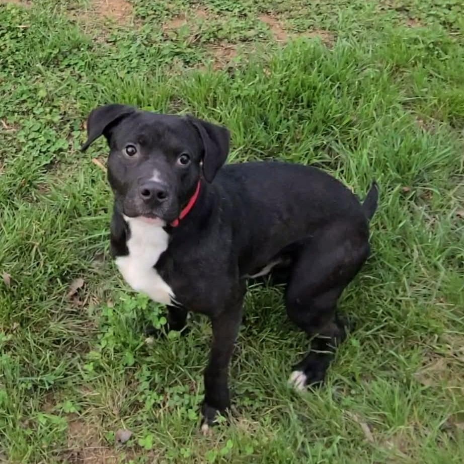 Enlarge Trigger, a ADOPTABLE mixed breed in Harrodsburg, KY image 5/6