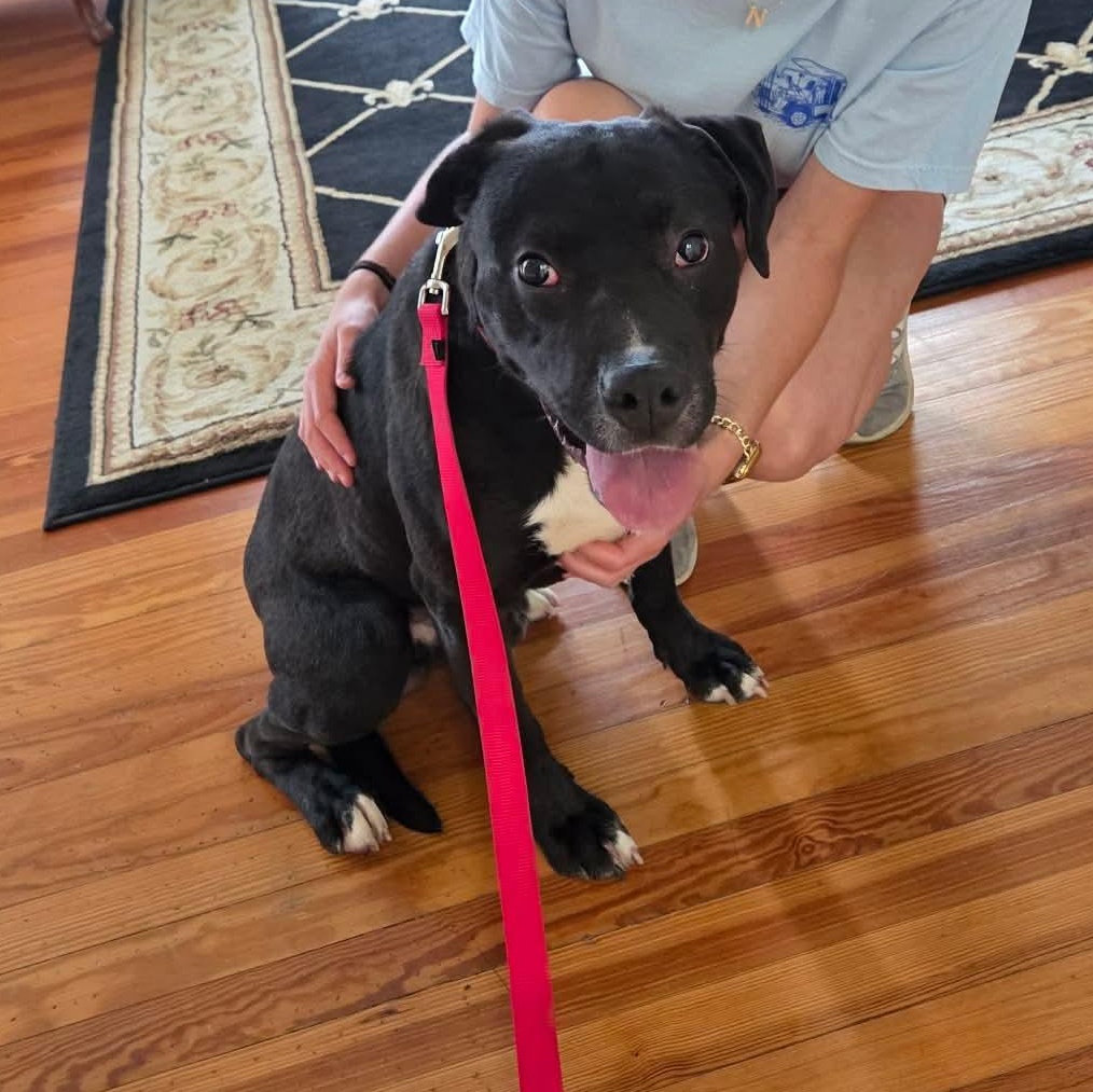 Enlarge Trigger, a ADOPTABLE mixed breed in Harrodsburg, KY image 3/6