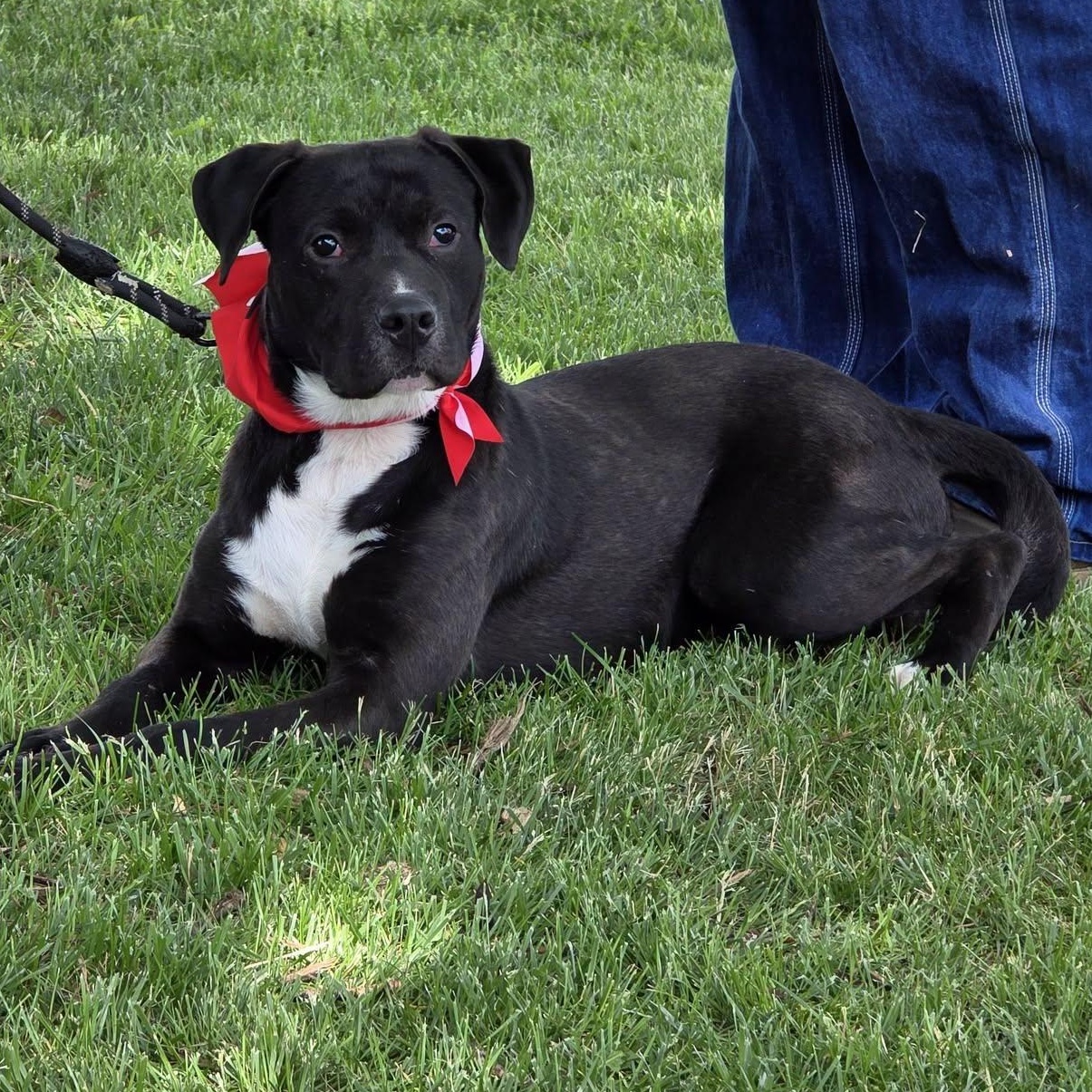 Enlarge Maverick (AKA Trigger), a Adoptable mixed breed in Harrodsburg, KY image 1/6