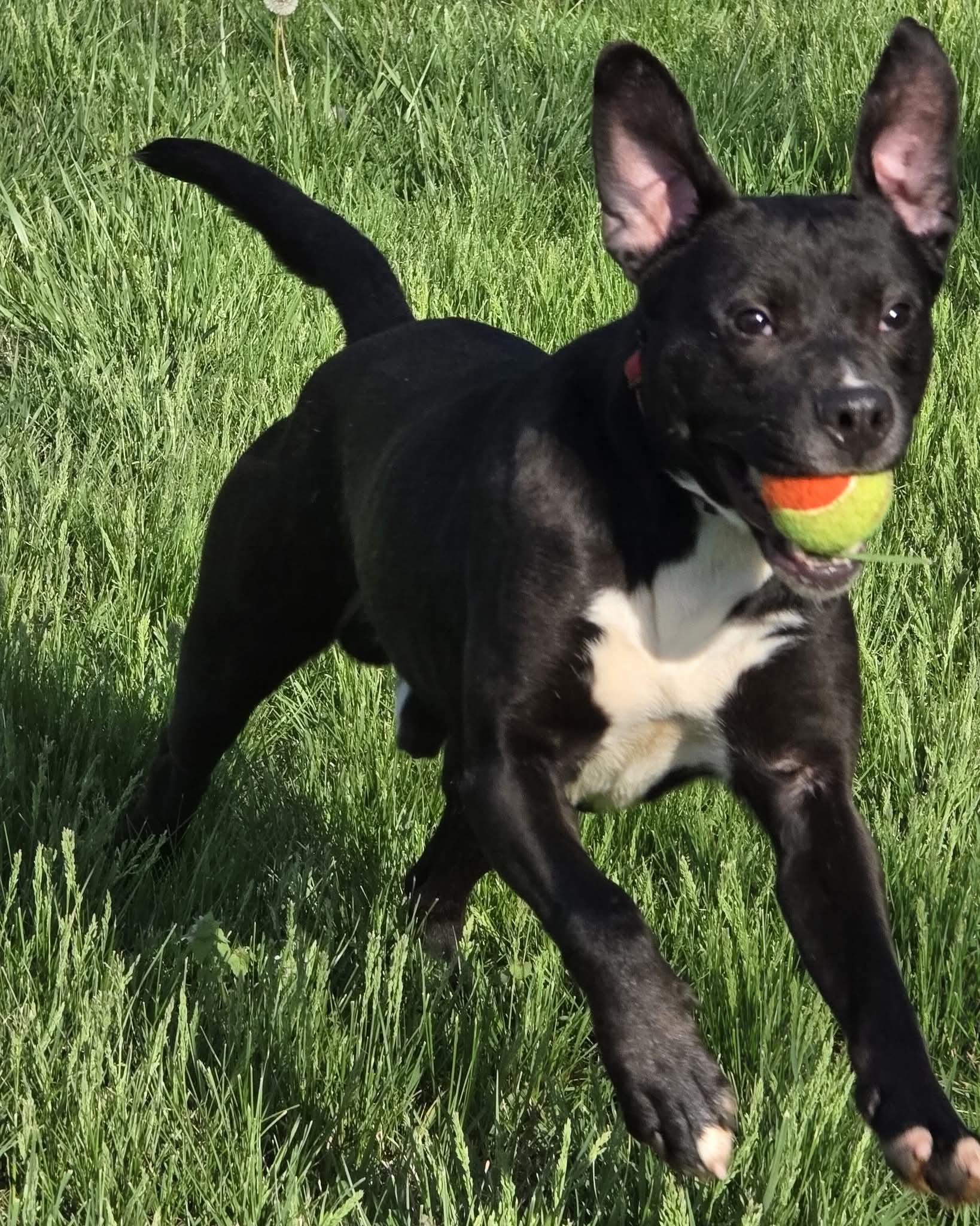 Enlarge Maverick (AKA Trigger), a ADOPTABLE mixed breed in Harrodsburg, KY image 1/6