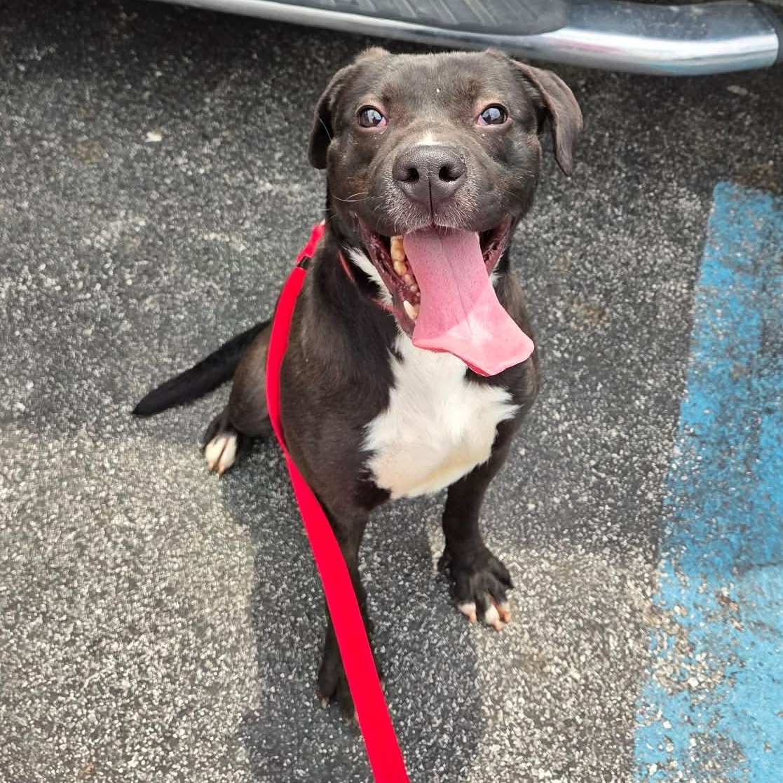 Trigger, ADOPTABLE, Young Male Labrador Retriever.