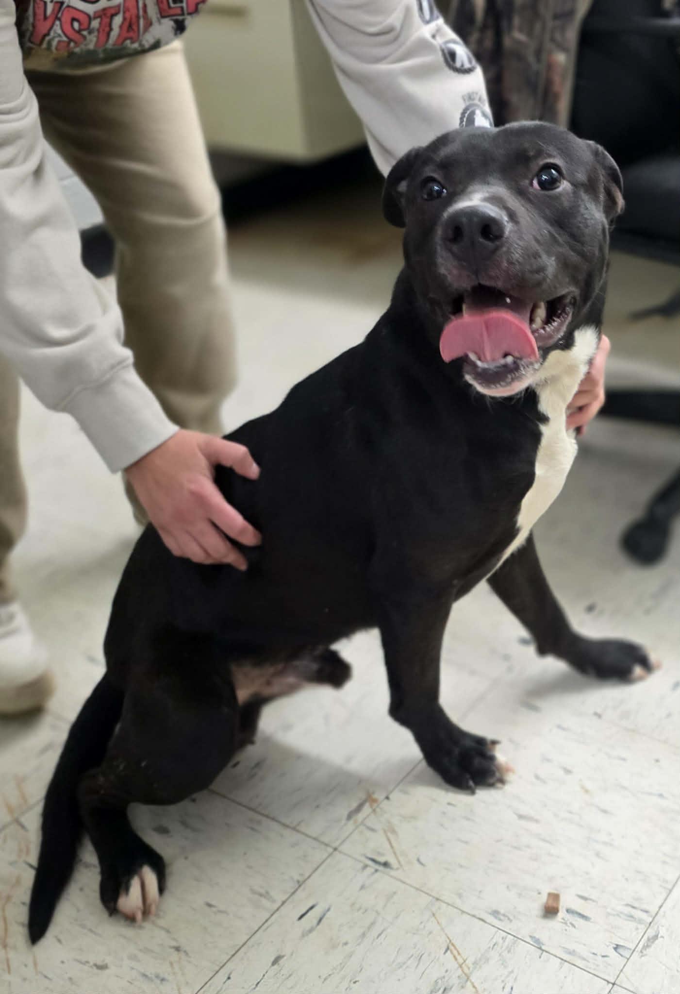 Trigger, ADOPTABLE, Young Male Labrador Retriever.