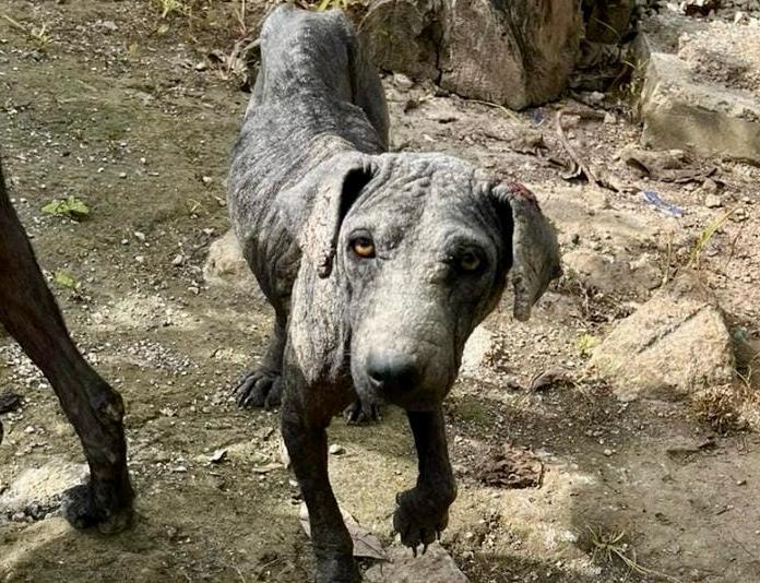 Enlarge Chapita (Foster-to-Adopt), a ADOPTABLE mixed breed in Mississauga, ON image 3/6