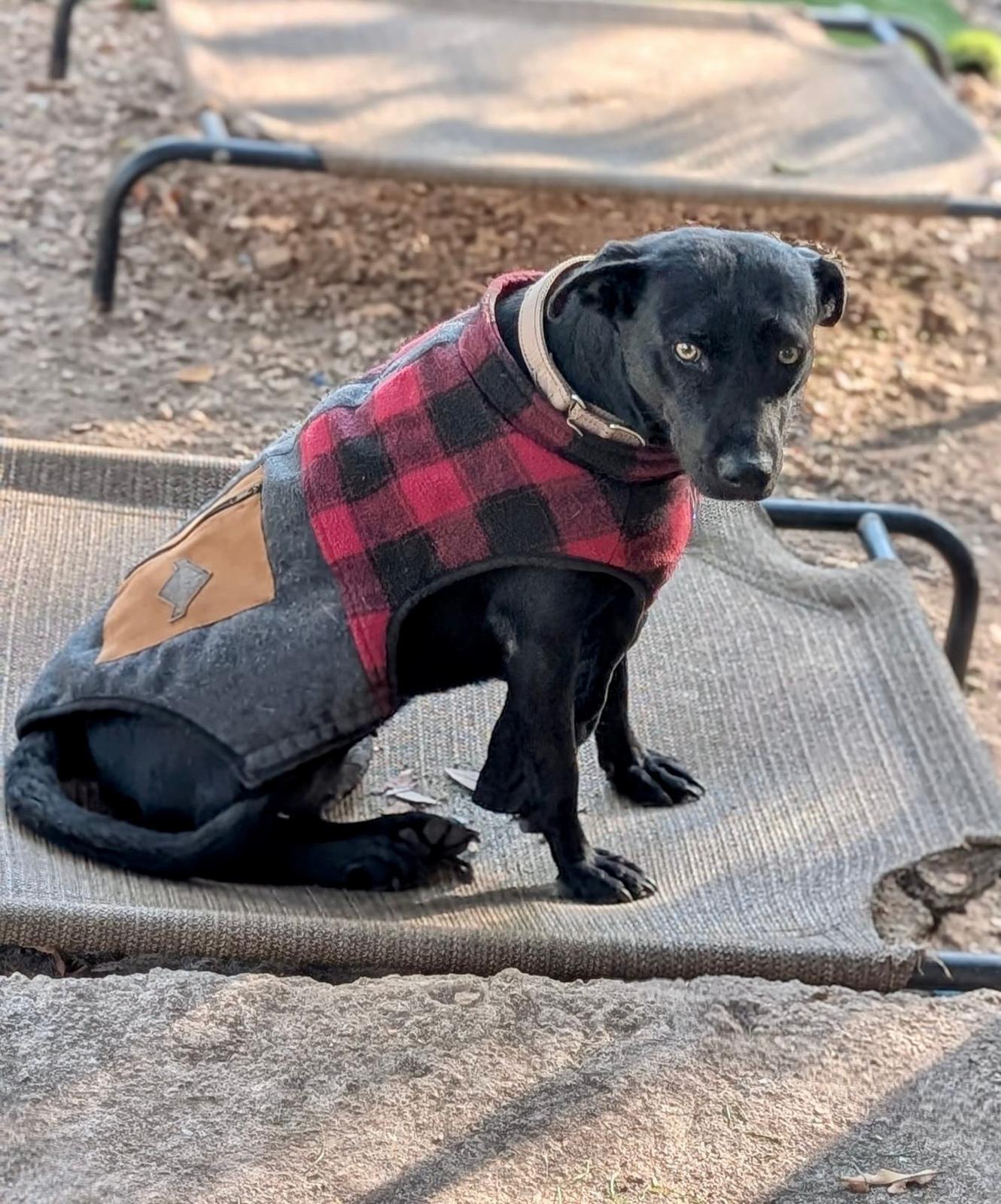 Enlarge Chapita (Foster-to-Adopt), a ADOPTABLE mixed breed in Mississauga, ON image 4/6