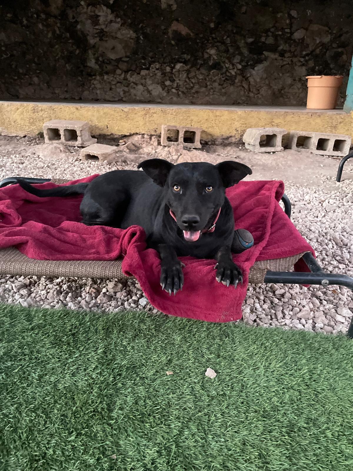 Enlarge Chapita (Foster-to-Adopt), a ADOPTABLE mixed breed in Mississauga, ON image 6/6