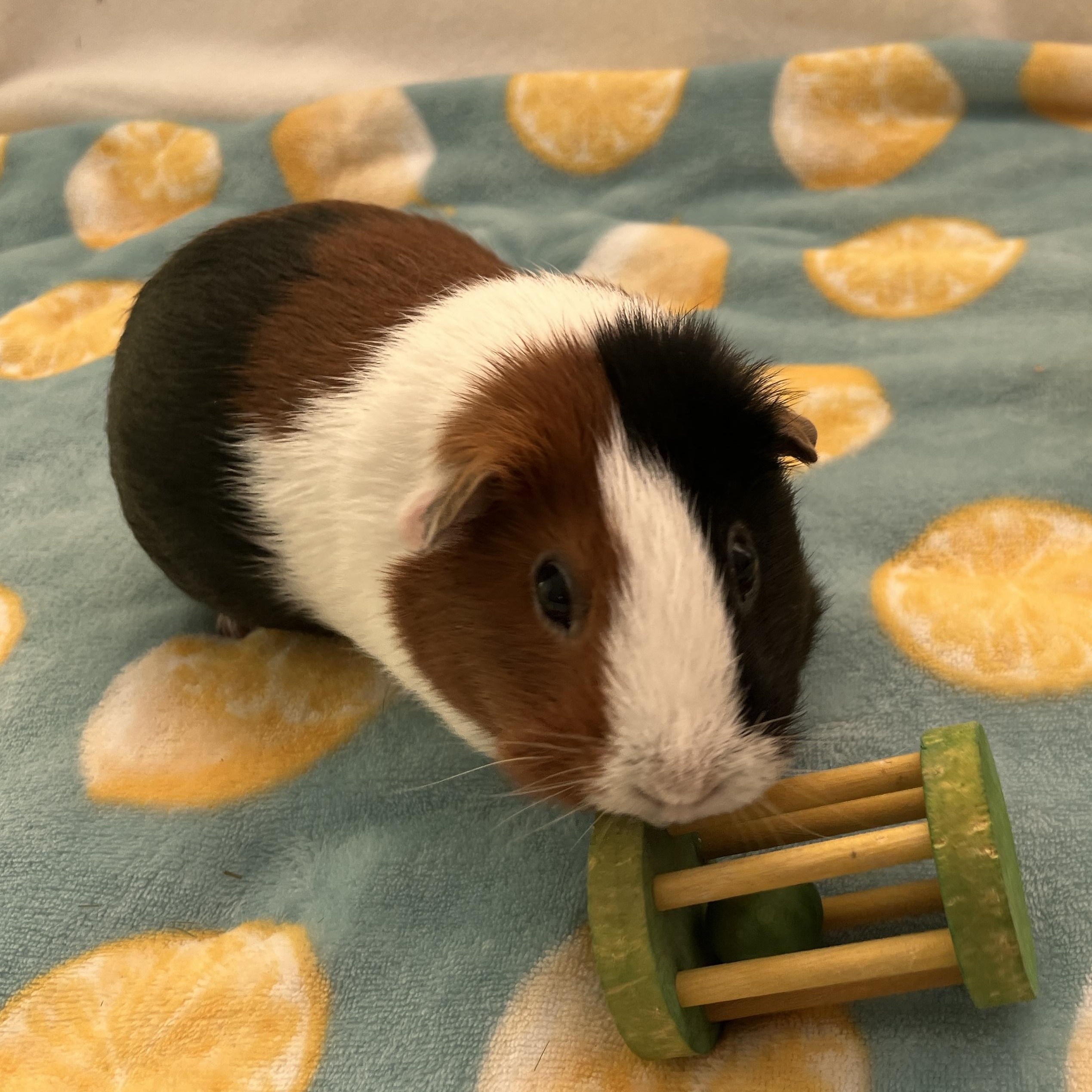 Enlarge Jelly, a Adoptable Guinea Pig in Oakland, CA image 5/5