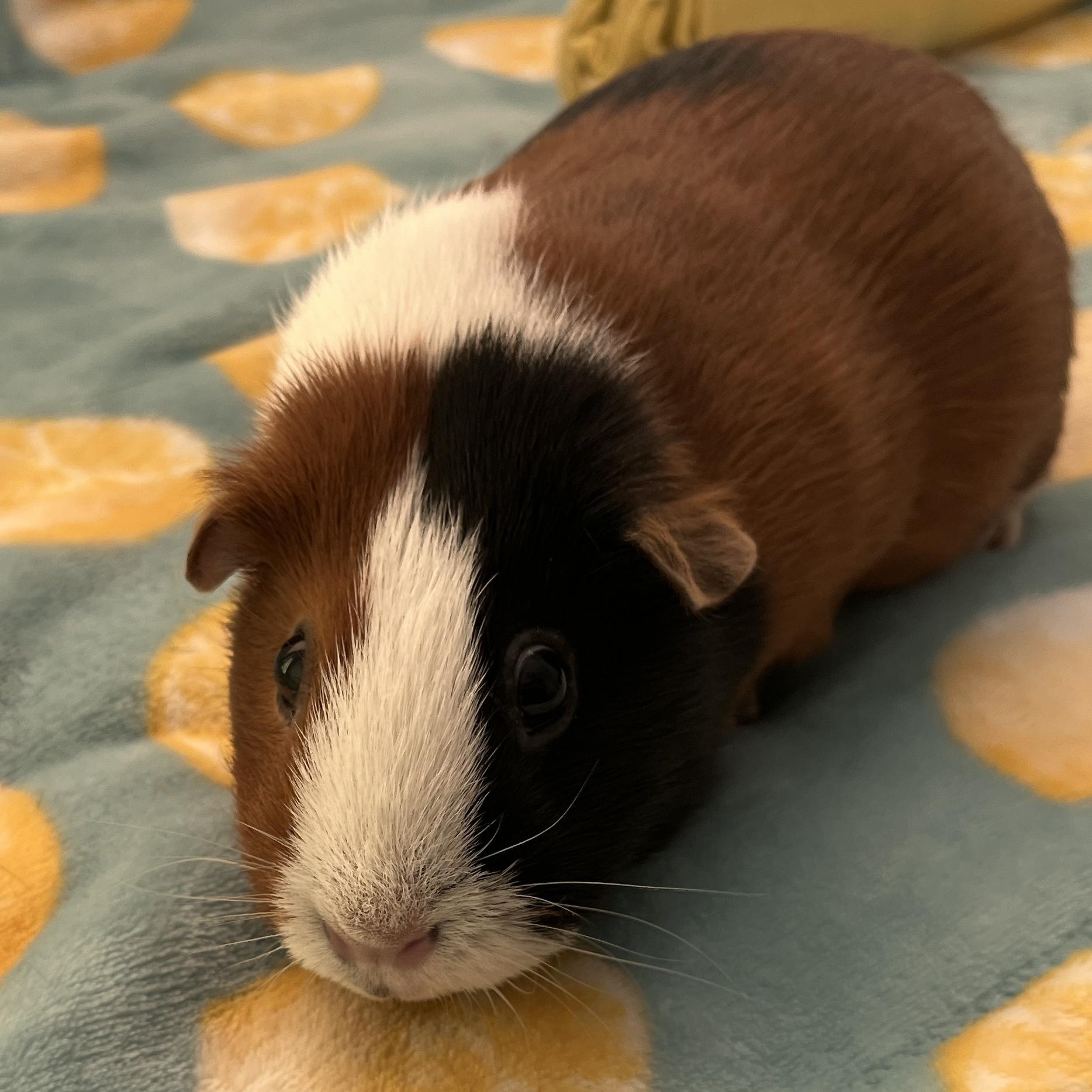 Jelly, Adoptable, Adult Female Guinea Pig.