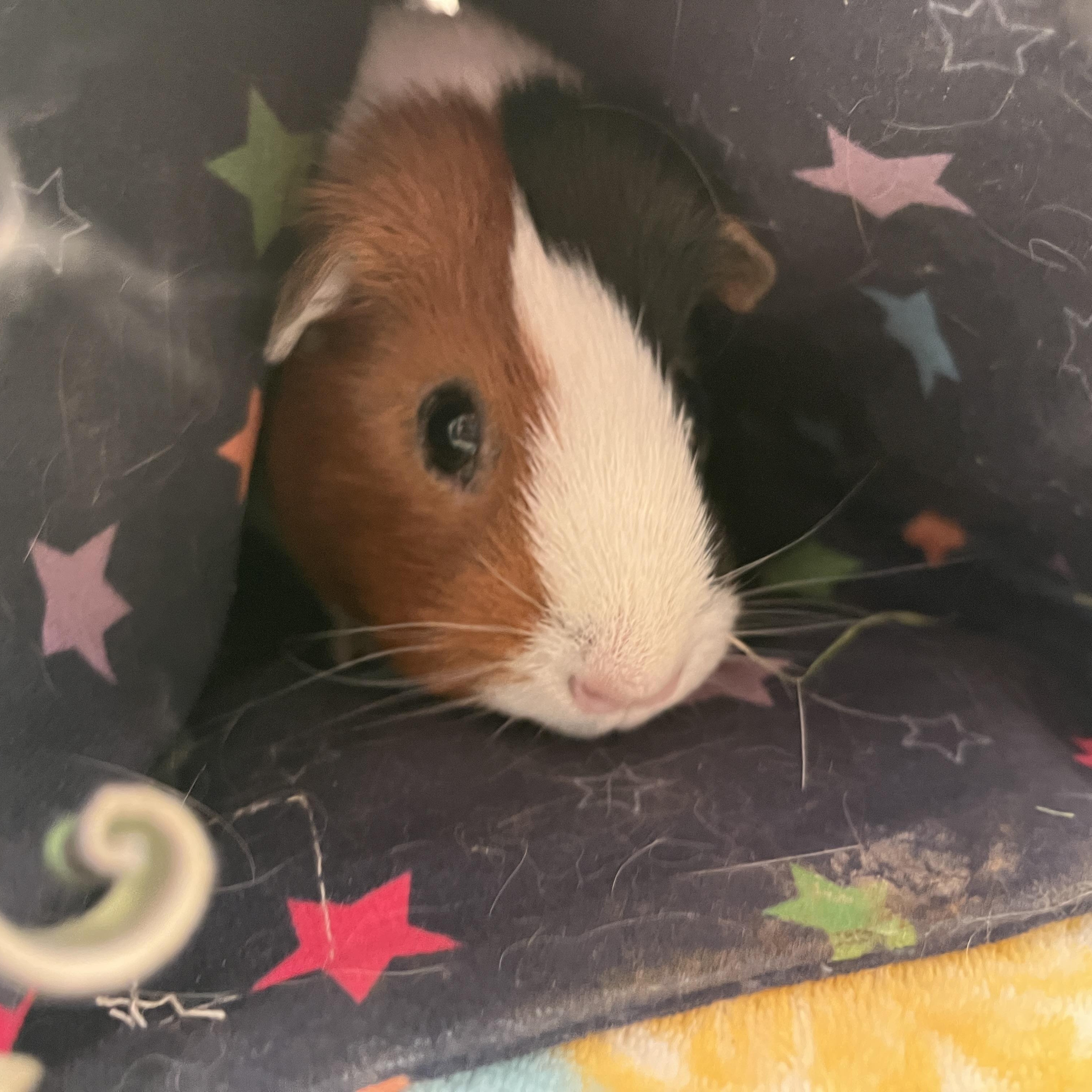 Enlarge Jelly, a Adoptable Guinea Pig in Oakland, CA image 2/5