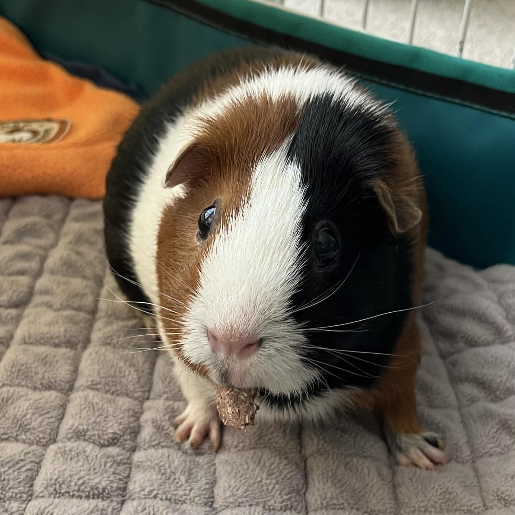Enlarge Jelly, a Adoptable Guinea Pig in Oakland, CA image 3/5