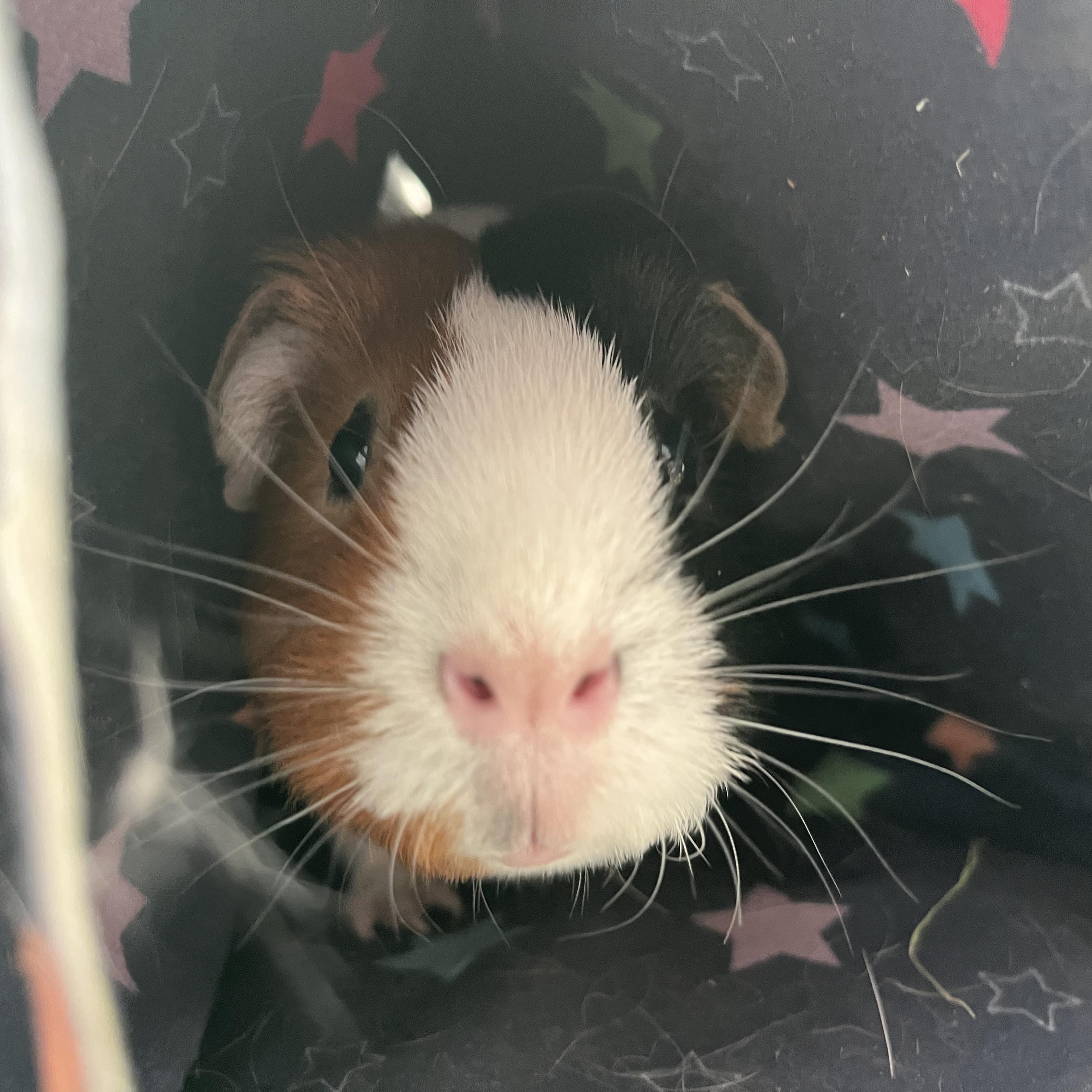 Enlarge Jelly, a Adoptable Guinea Pig in Oakland, CA image 4/5