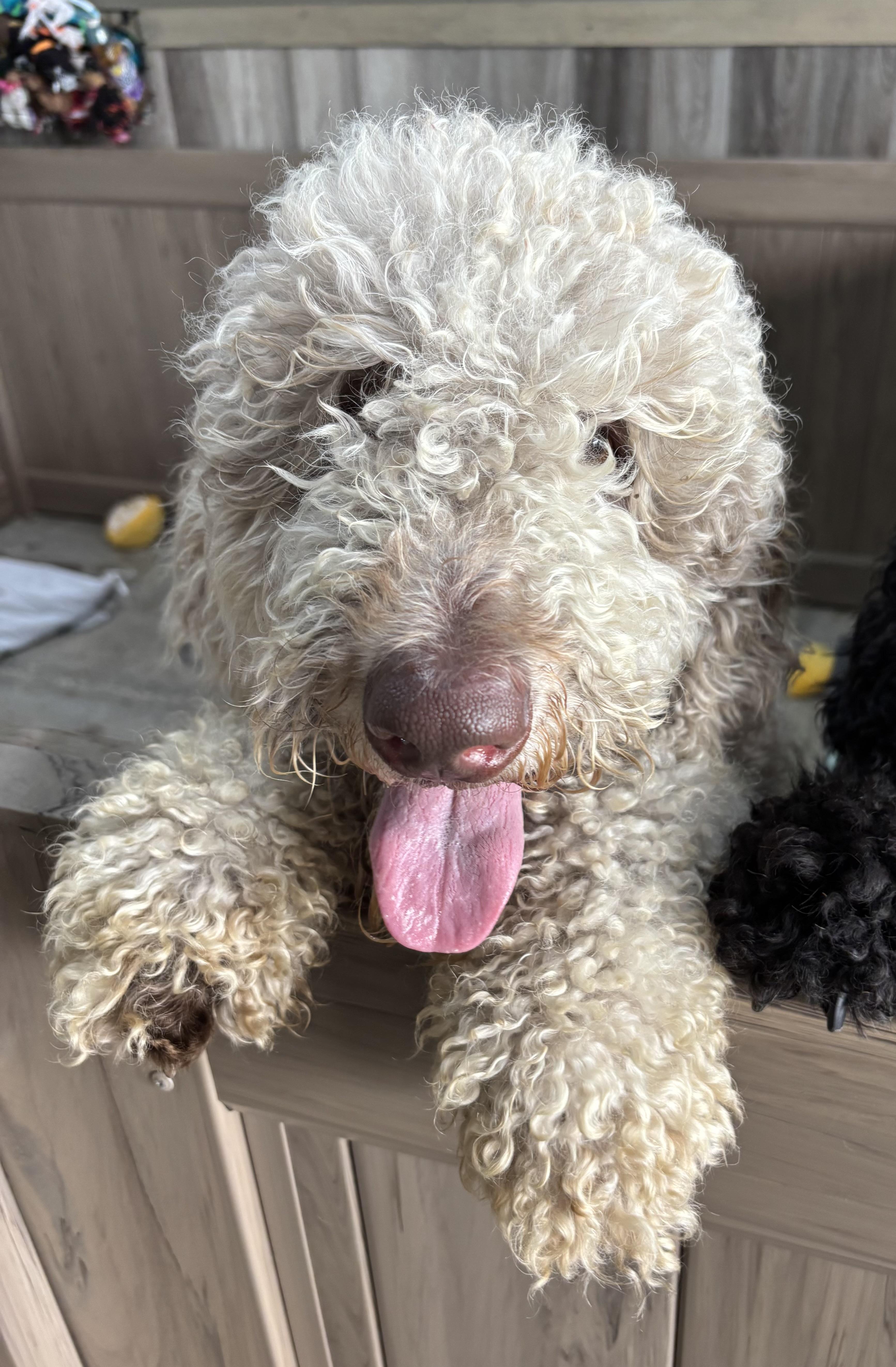 Enlarge Benito Bad Bunny, a ADOPTABLE Goldendoodle in Thousand Oaks, CA image 2/3