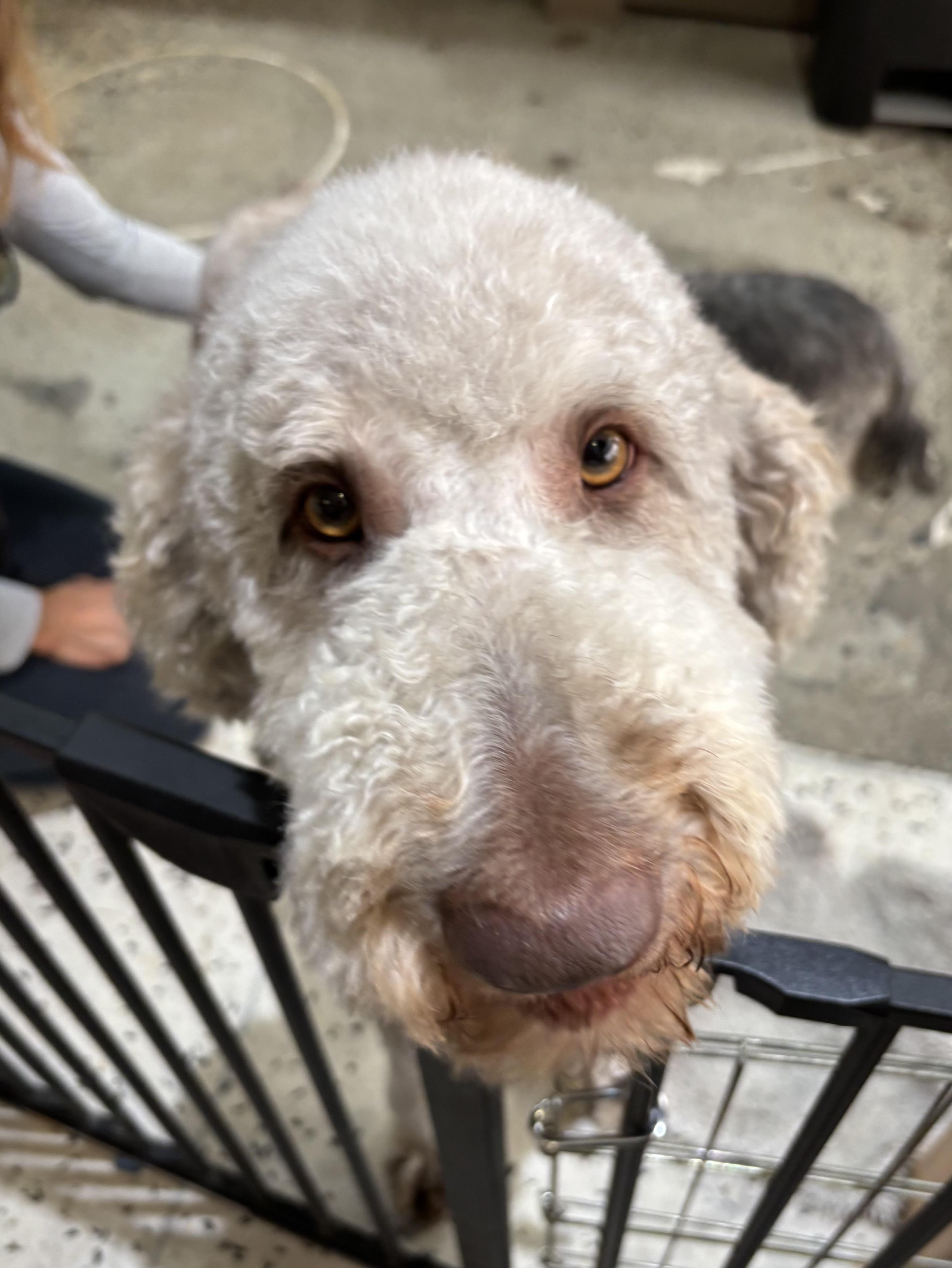 Enlarge Benito Bad Bunny, a ADOPTABLE Goldendoodle in Thousand Oaks, CA image 3/3