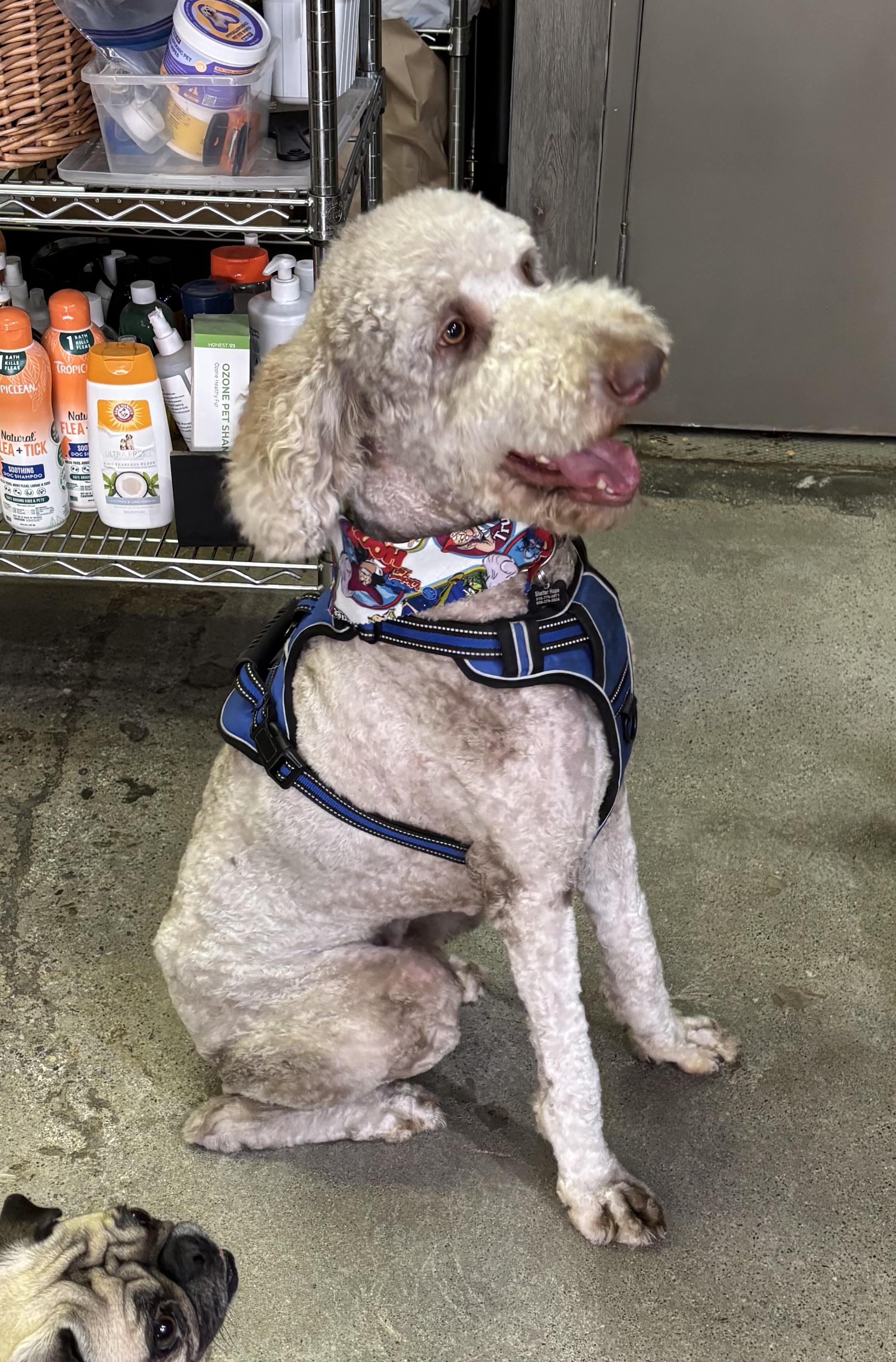 Benito Bad Bunny, ADOPTABLE, Young Male Goldendoodle.