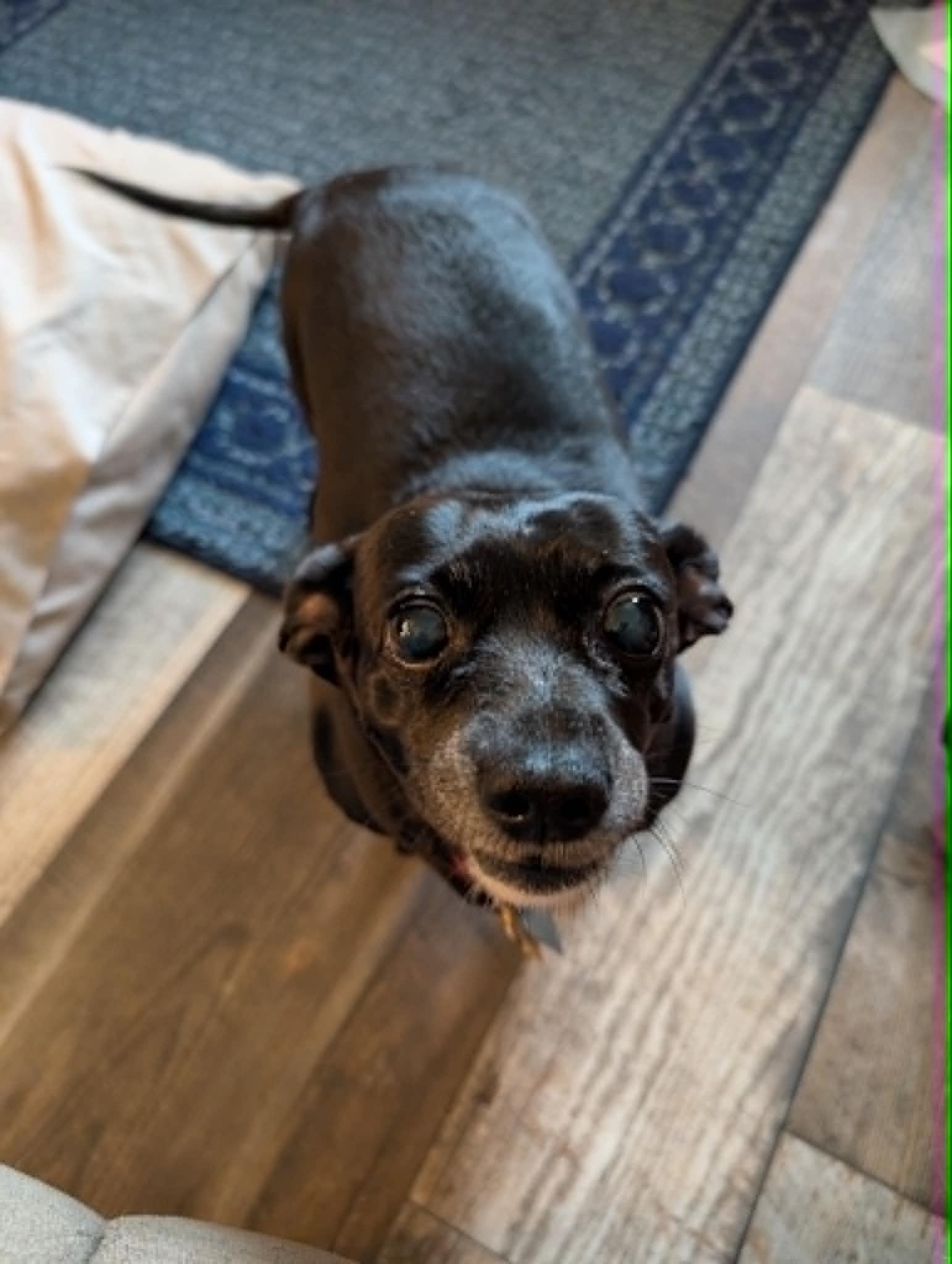 Athena & Bella, a ADOPTABLE mixed breed in Creston, IA image 2/6