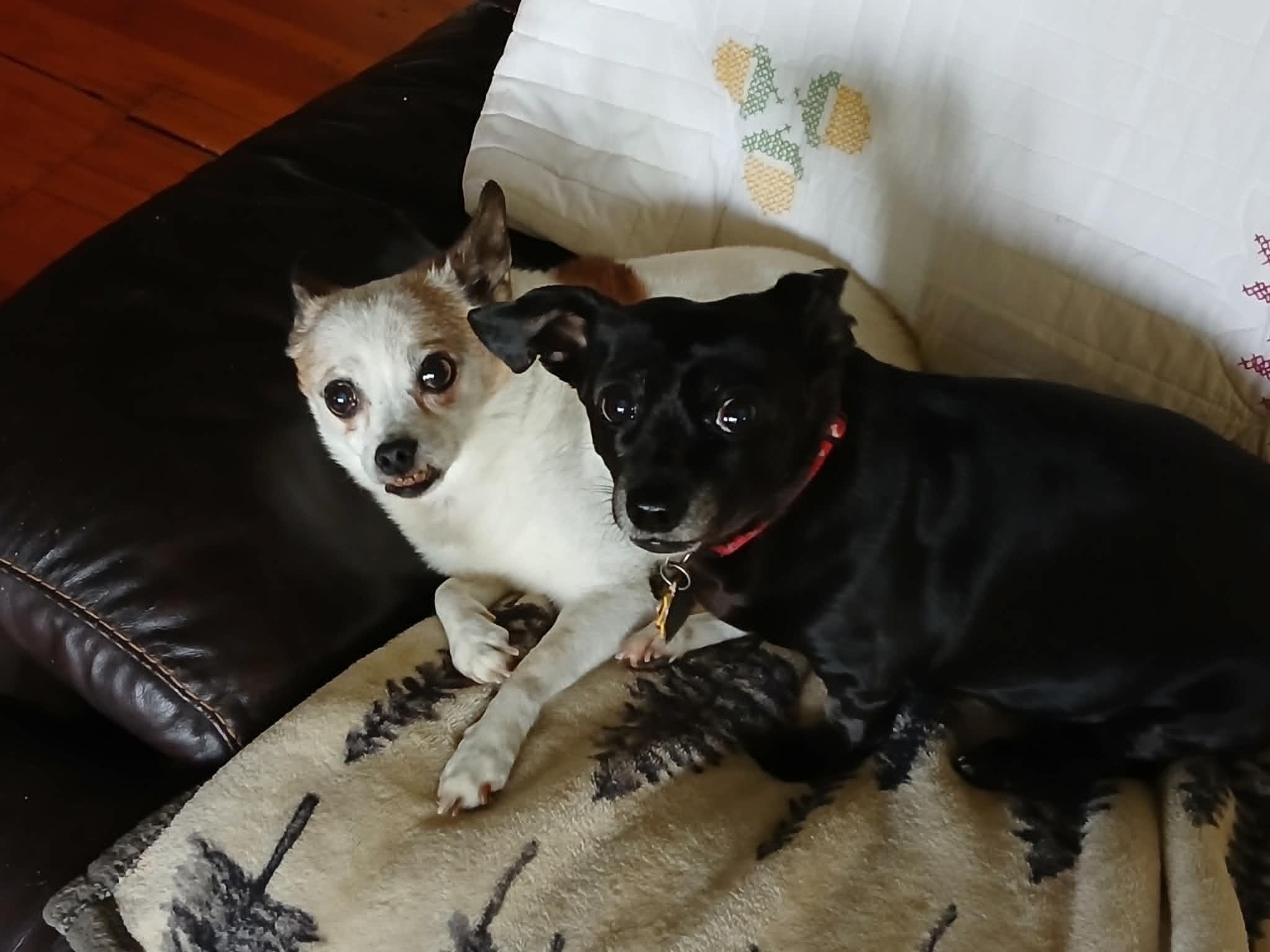 Athena & Bella, a ADOPTABLE mixed breed in Creston, IA image 1/6