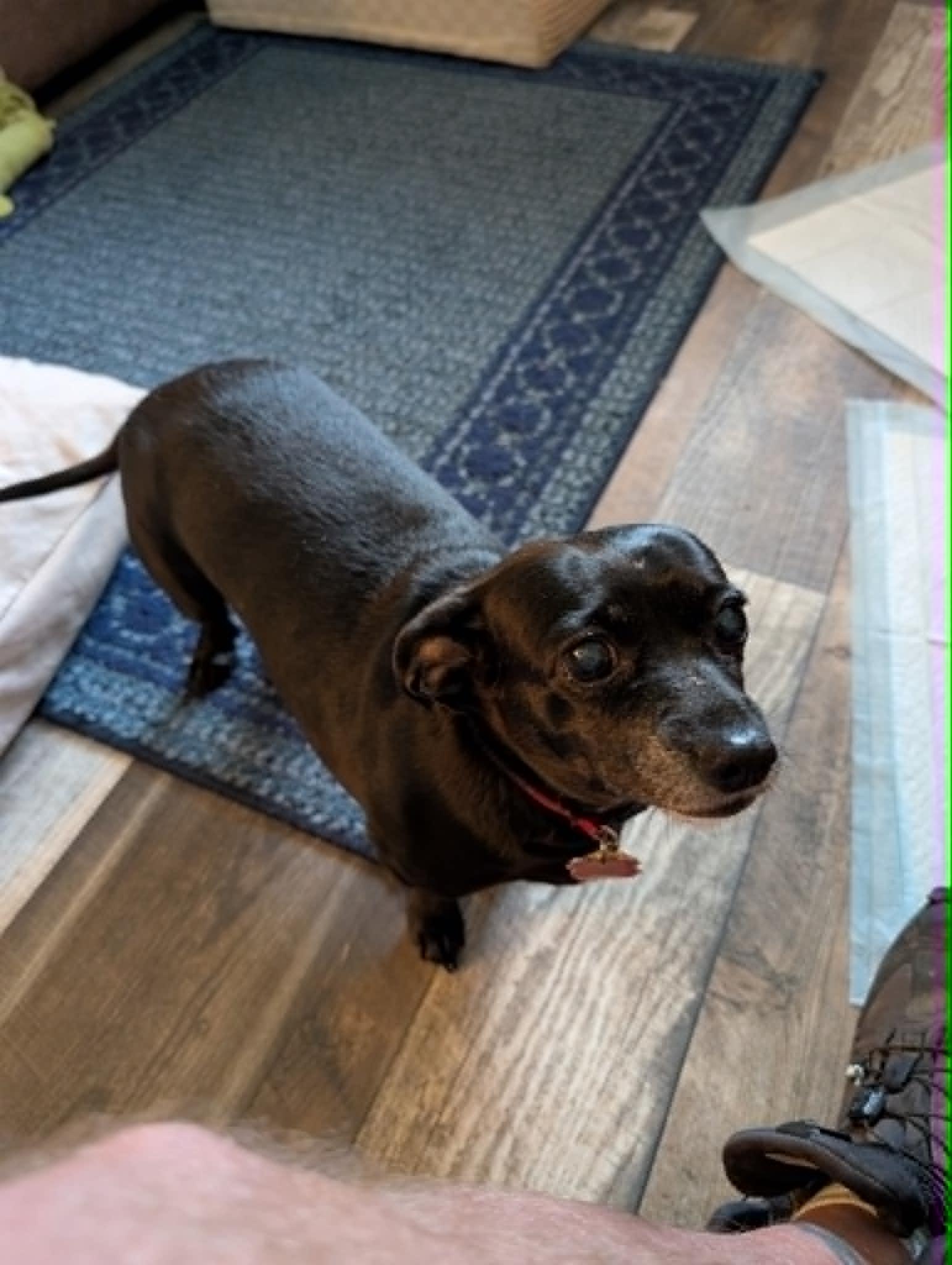 Athena & Bella, a ADOPTABLE mixed breed in Creston, IA image 3/6