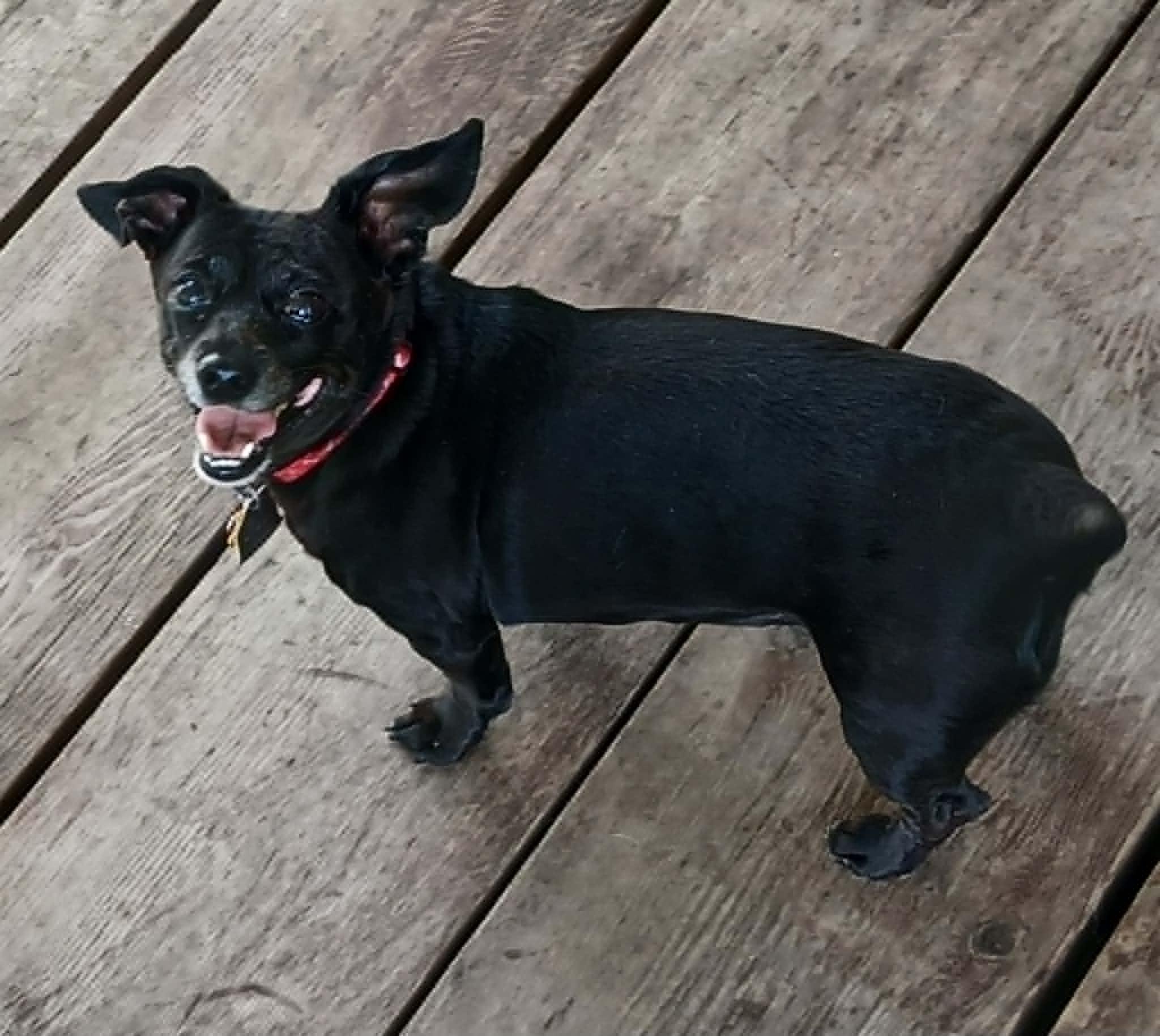 Athena & Bella, a ADOPTABLE mixed breed in Creston, IA image 6/6