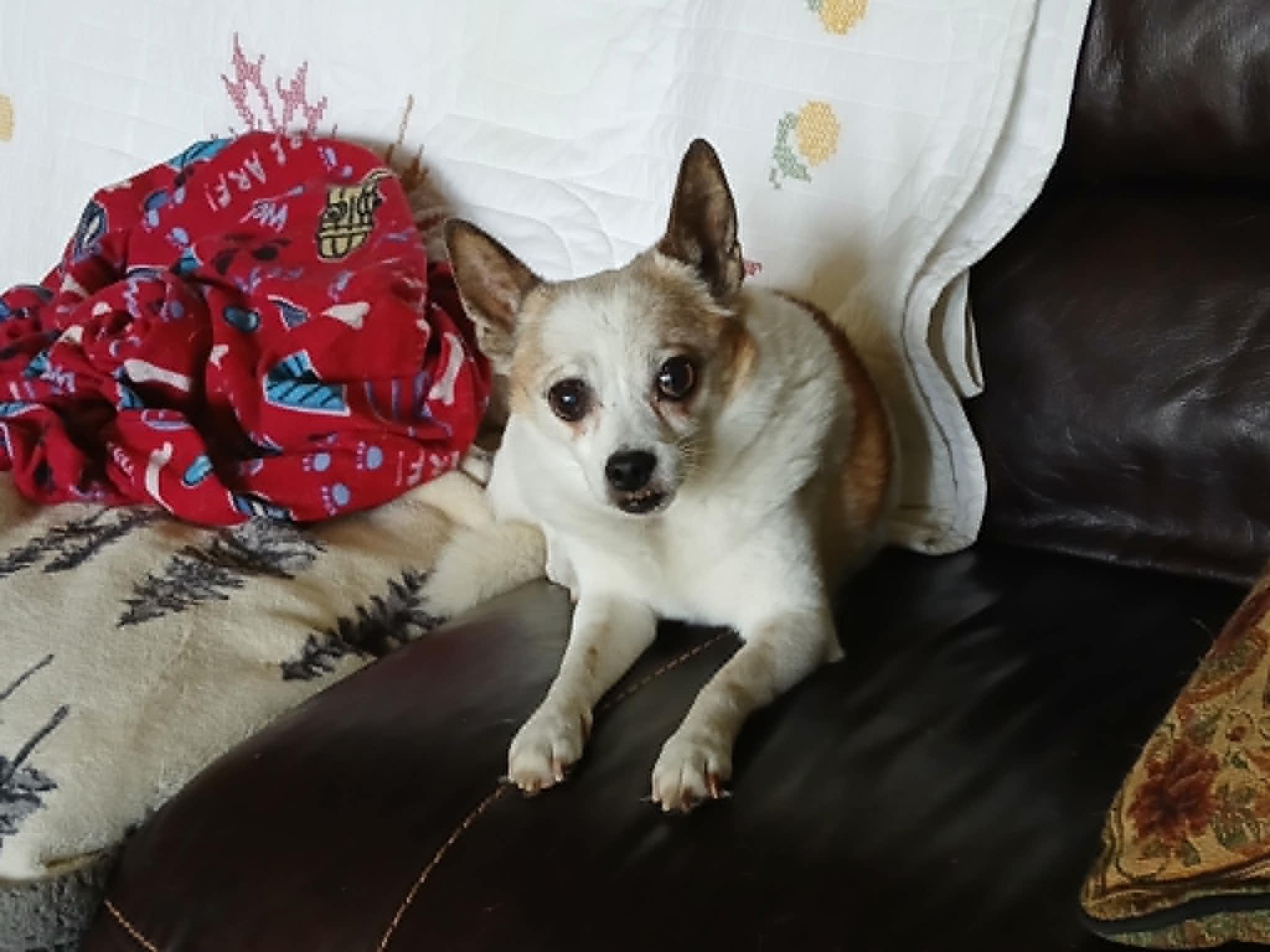 Athena & Bella, a ADOPTABLE mixed breed in Creston, IA image 4/6