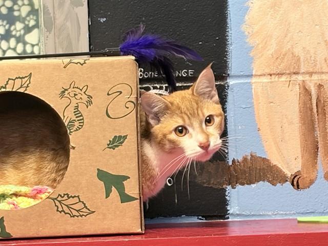 Enlarge DANNY, a Adoptable Domestic Short Hair in Ames, IA image 1/1