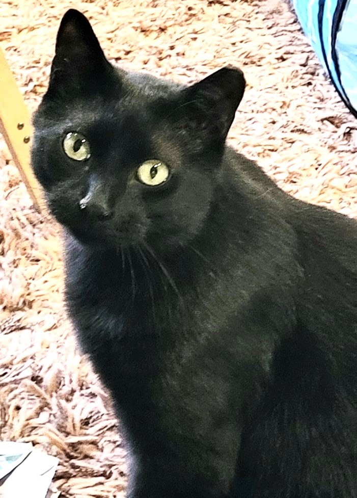 Onyx, Adoptable, Adult Male Domestic Short Hair.