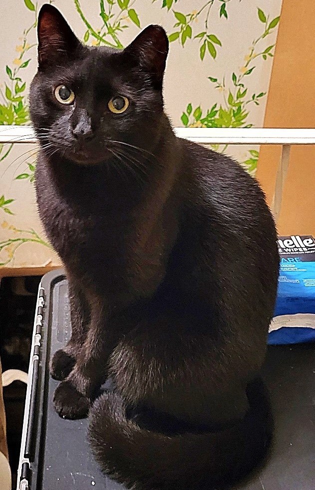 Enlarge Onyx, a Adoptable Domestic Short Hair in Huntington, NY image 2/2