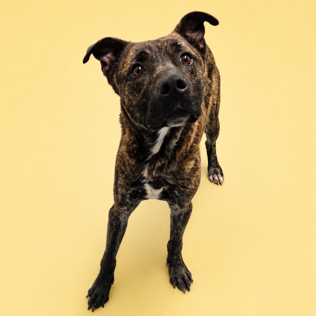 Bolt, Adoptable, Young Male Shepherd & Mixed Breed.