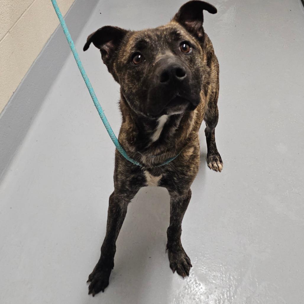 Enlarge Bolt, a Adoptable mixed breed in Concord, NC image 2/2