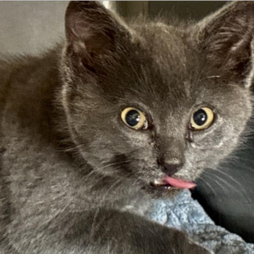 Enlarge Mint..., a Adoptable Domestic Short Hair in Palatine, IL image 4/4