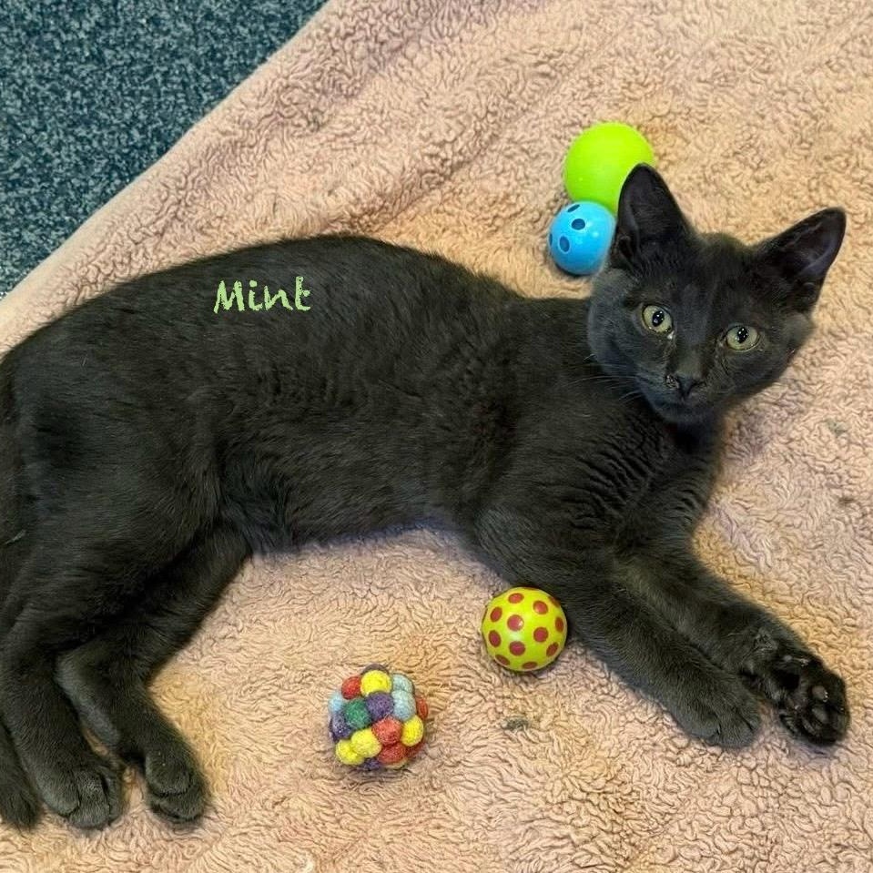 Mint..., Adoptable, Kitten Male Domestic Short Hair.