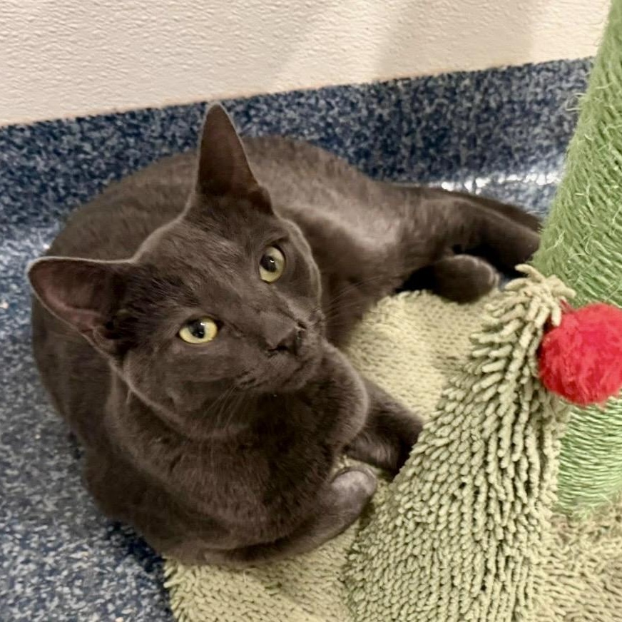 Enlarge Mint..., a Adoptable Domestic Short Hair in Palatine, IL image 3/4