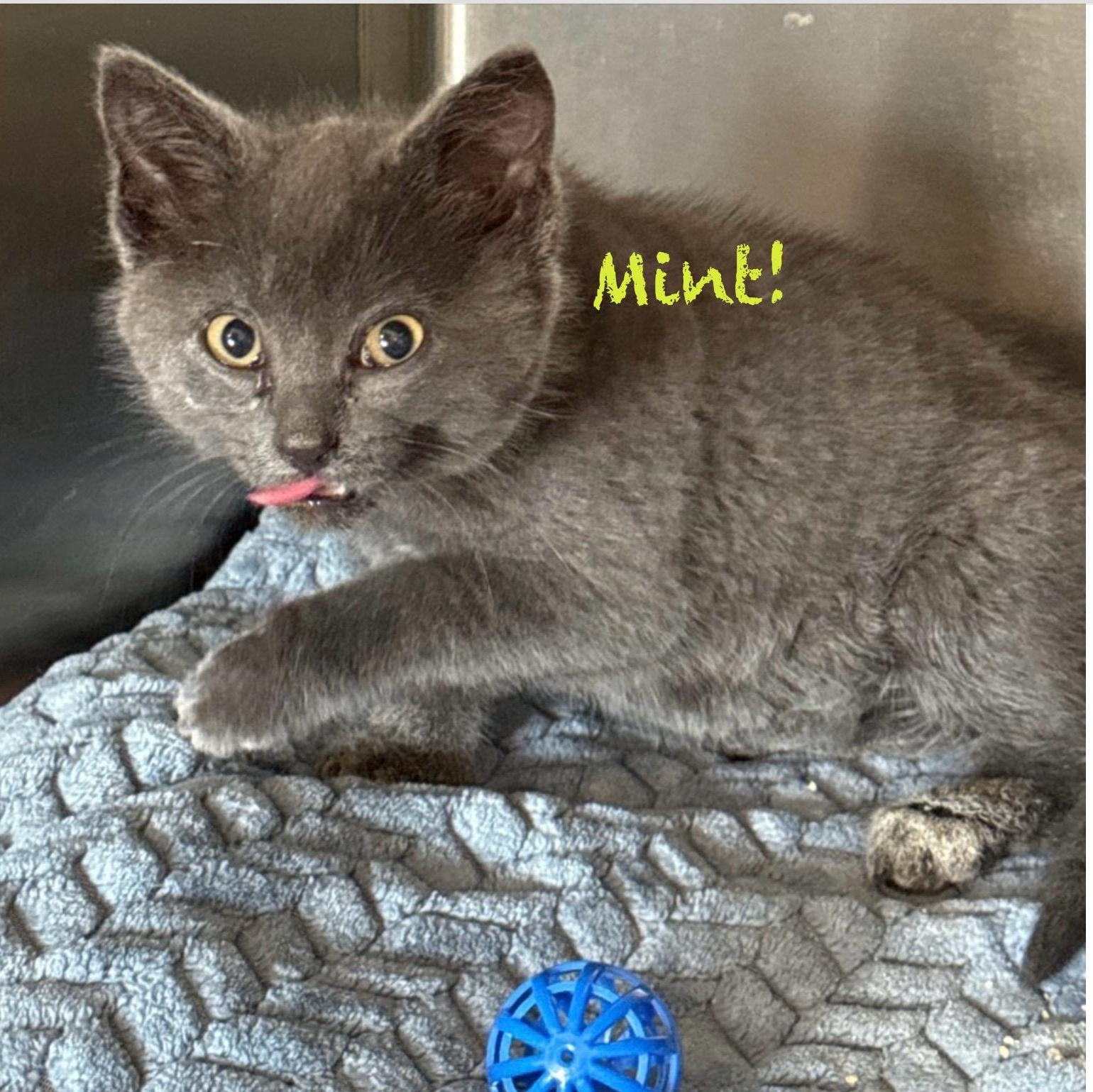 Enlarge Mint..., a Adoptable Domestic Short Hair in Palatine, IL image 2/4