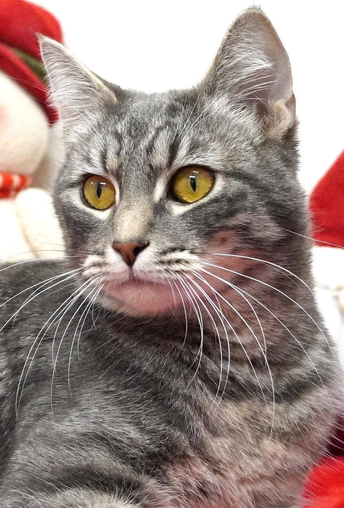 Zorp, ADOPTABLE, Young Male Domestic Short Hair.