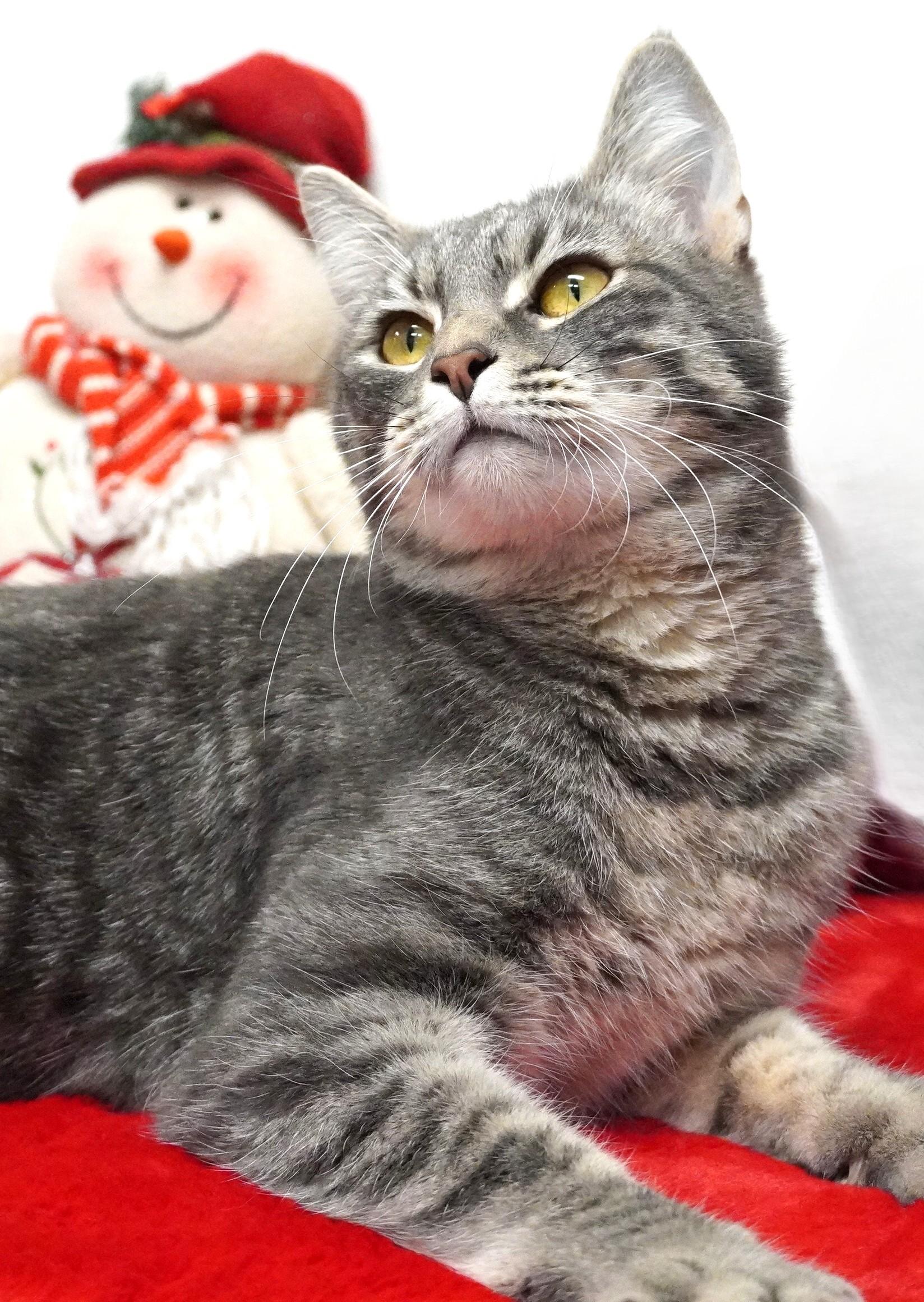 Enlarge Zorp, a ADOPTABLE Domestic Short Hair in Grants Pass, OR image 2/3