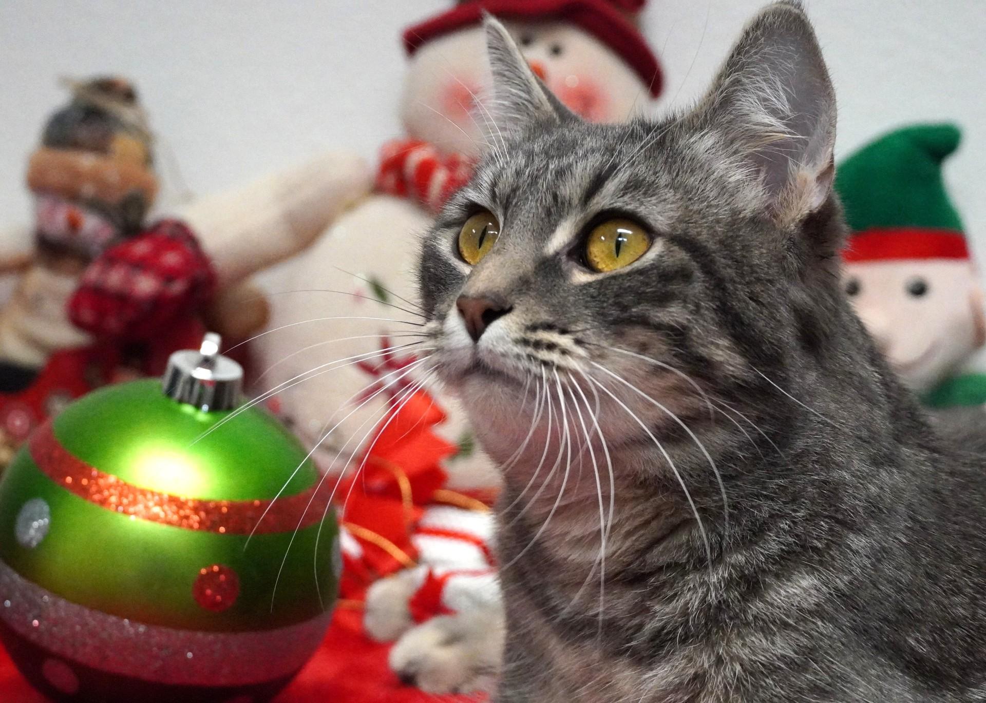 Enlarge Zorp, a ADOPTABLE Domestic Short Hair in Grants Pass, OR image 3/3