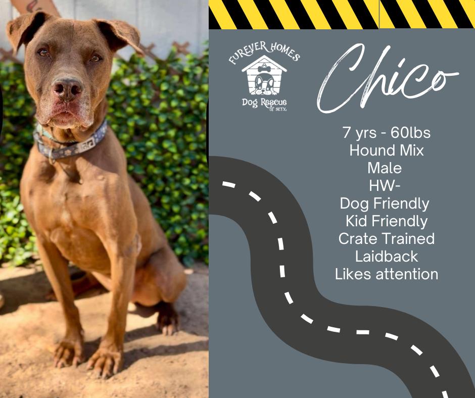 Enlarge Chico, a Adoptable mixed breed in Aulac, NB image 1/1