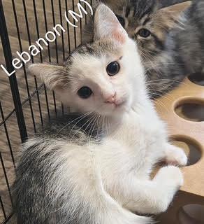 Lebanon, Adoptable, Kitten Male Domestic Short Hair.