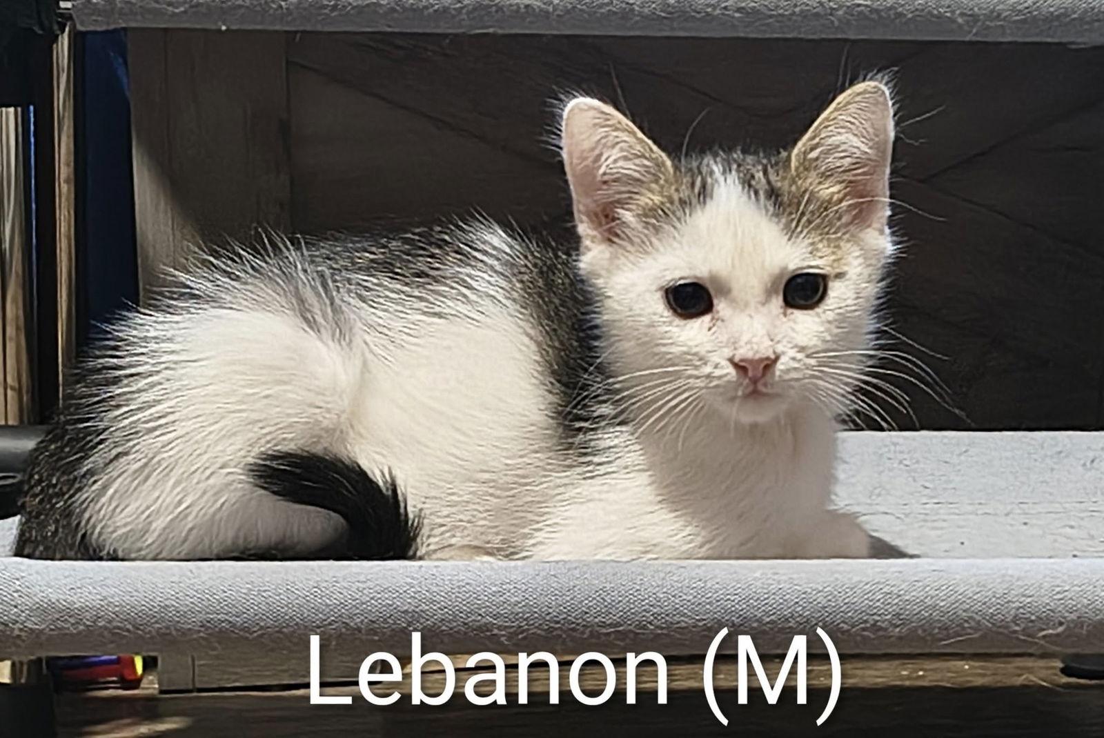 Lebanon, a Adoptable Domestic Short Hair in Saugerties, NY image 2/3