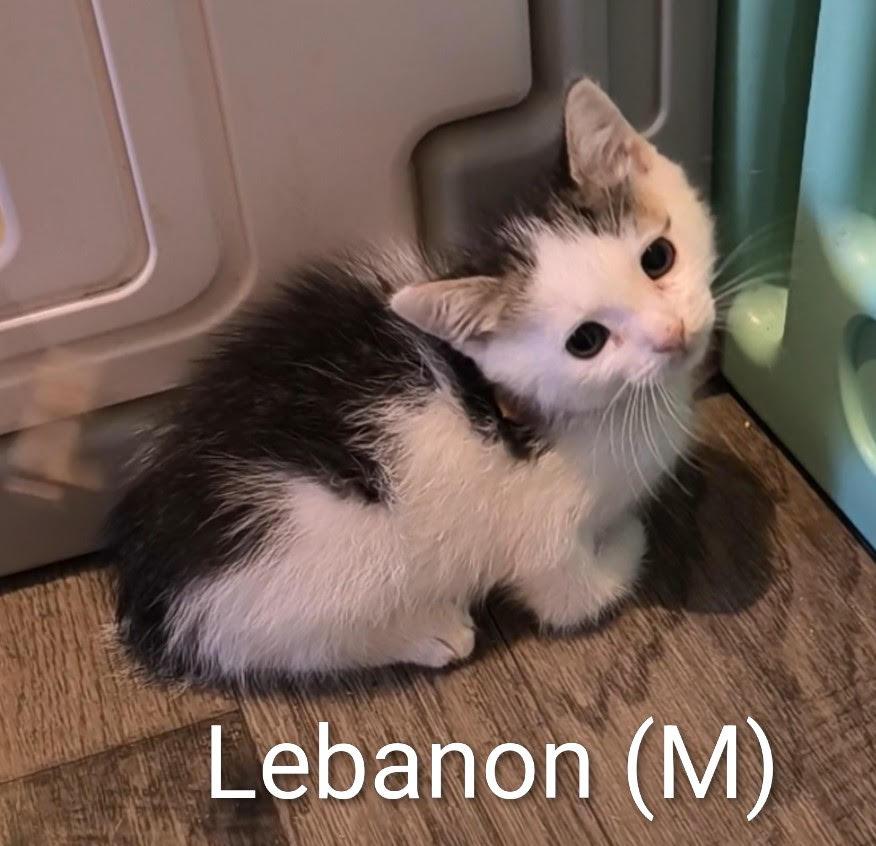Lebanon, a Adoptable Domestic Short Hair in Saugerties, NY image 3/3