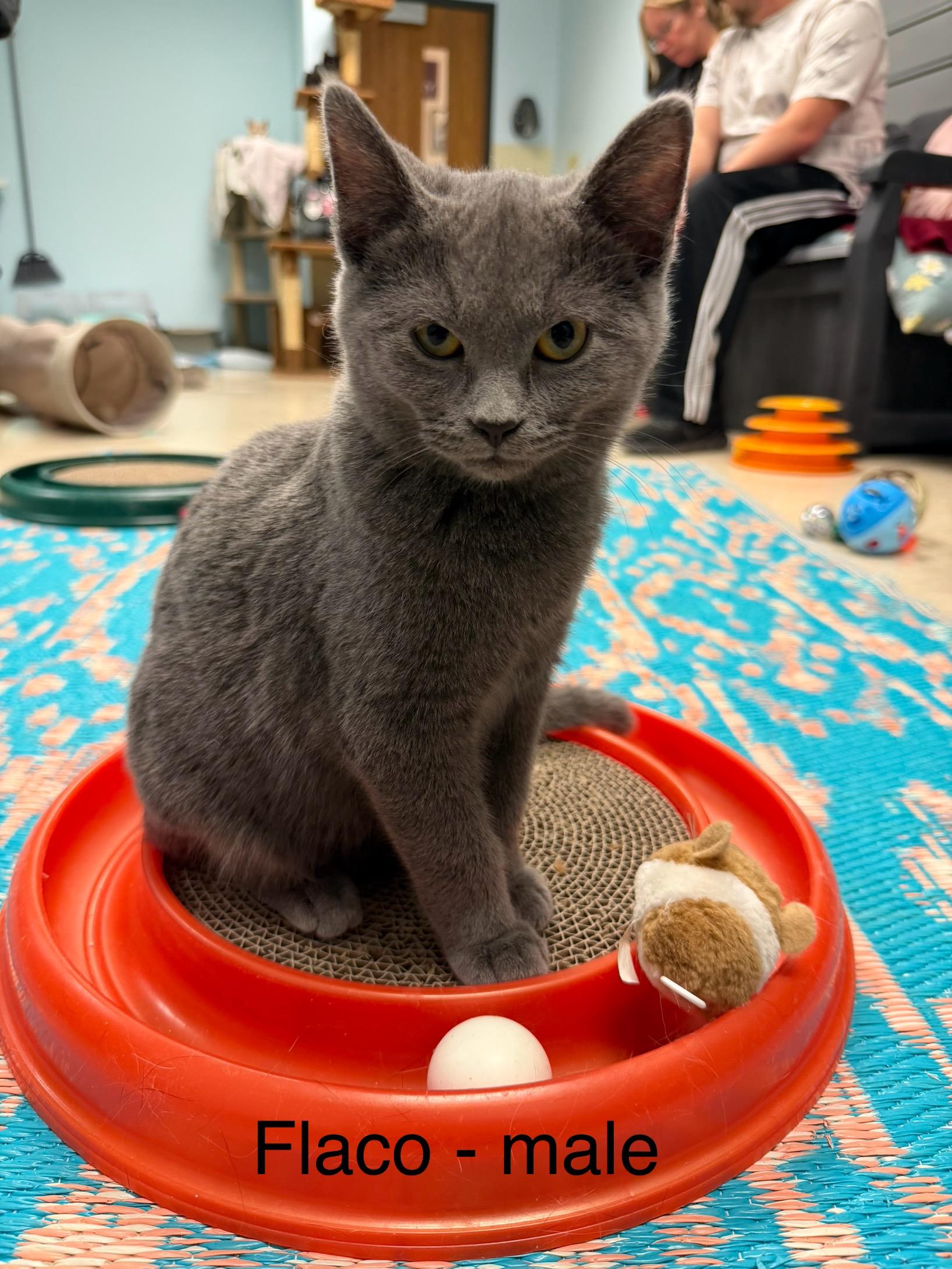 Enlarge Flaco, an adopted mixed breed in Crystal Lake, IL image 1/1