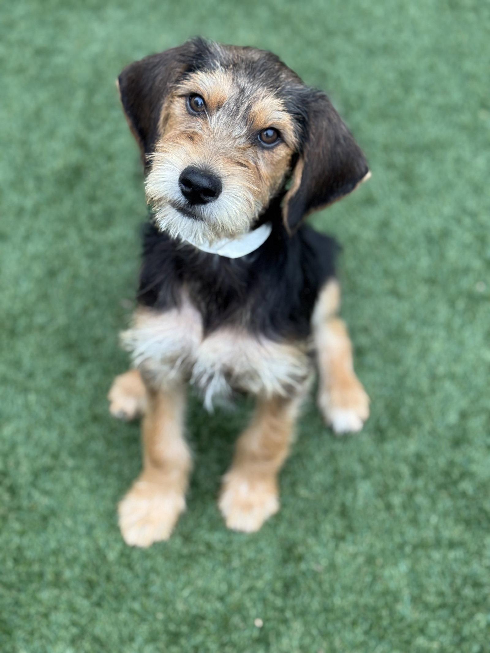 Mickey, Adoptable, Young Male Terrier.