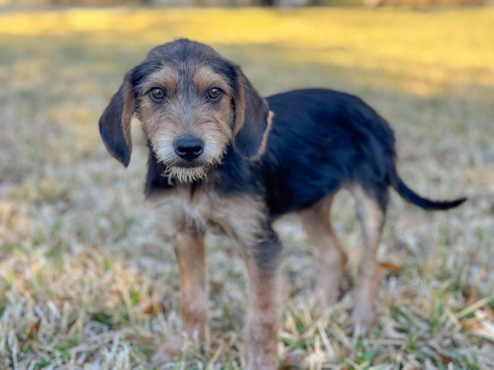 Enlarge Mickey, a Adoptable Terrier in Helotes, TX image 2/3